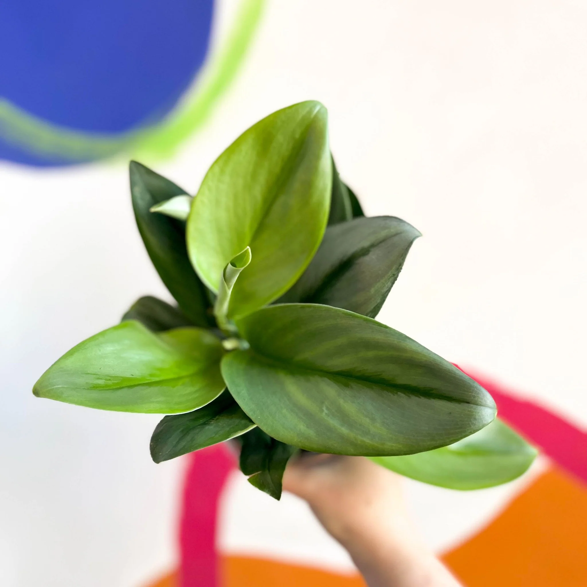 Scindapsus treubii ‘Moonlight’ - Moonlight Pothos - Image 4