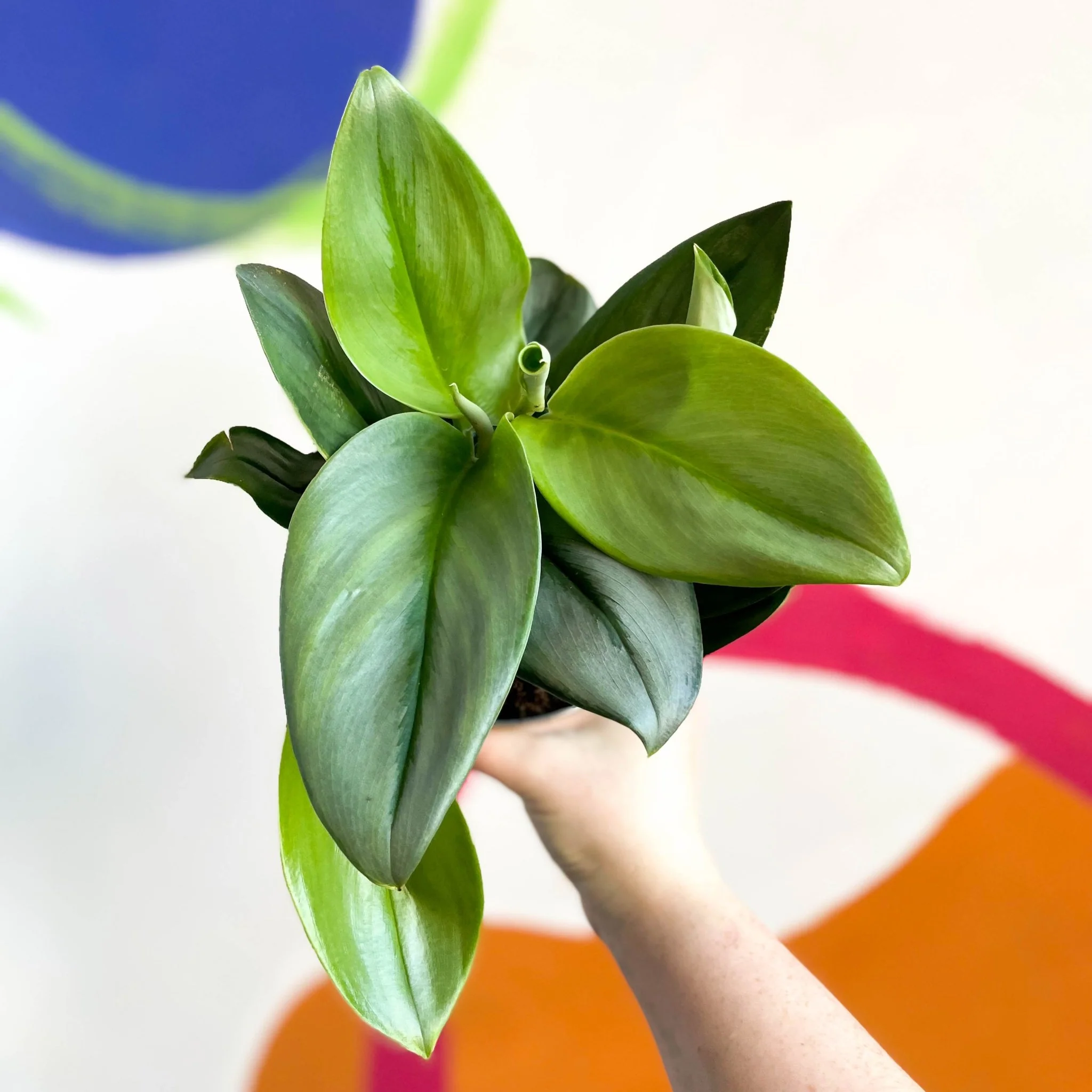 Scindapsus treubii ‘Moonlight’ - Moonlight Pothos - Image 5