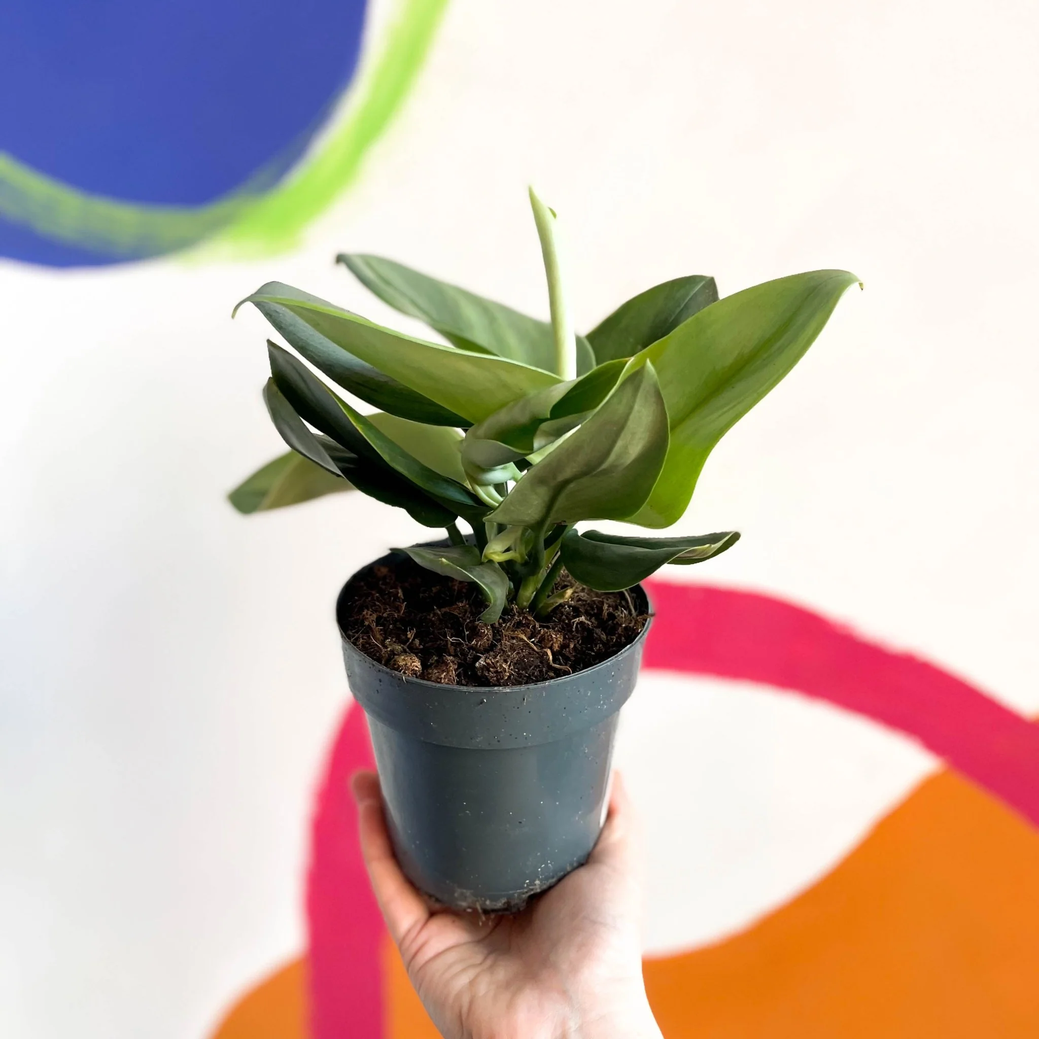 Scindapsus treubii ‘Moonlight’ - Moonlight Pothos - Image 6