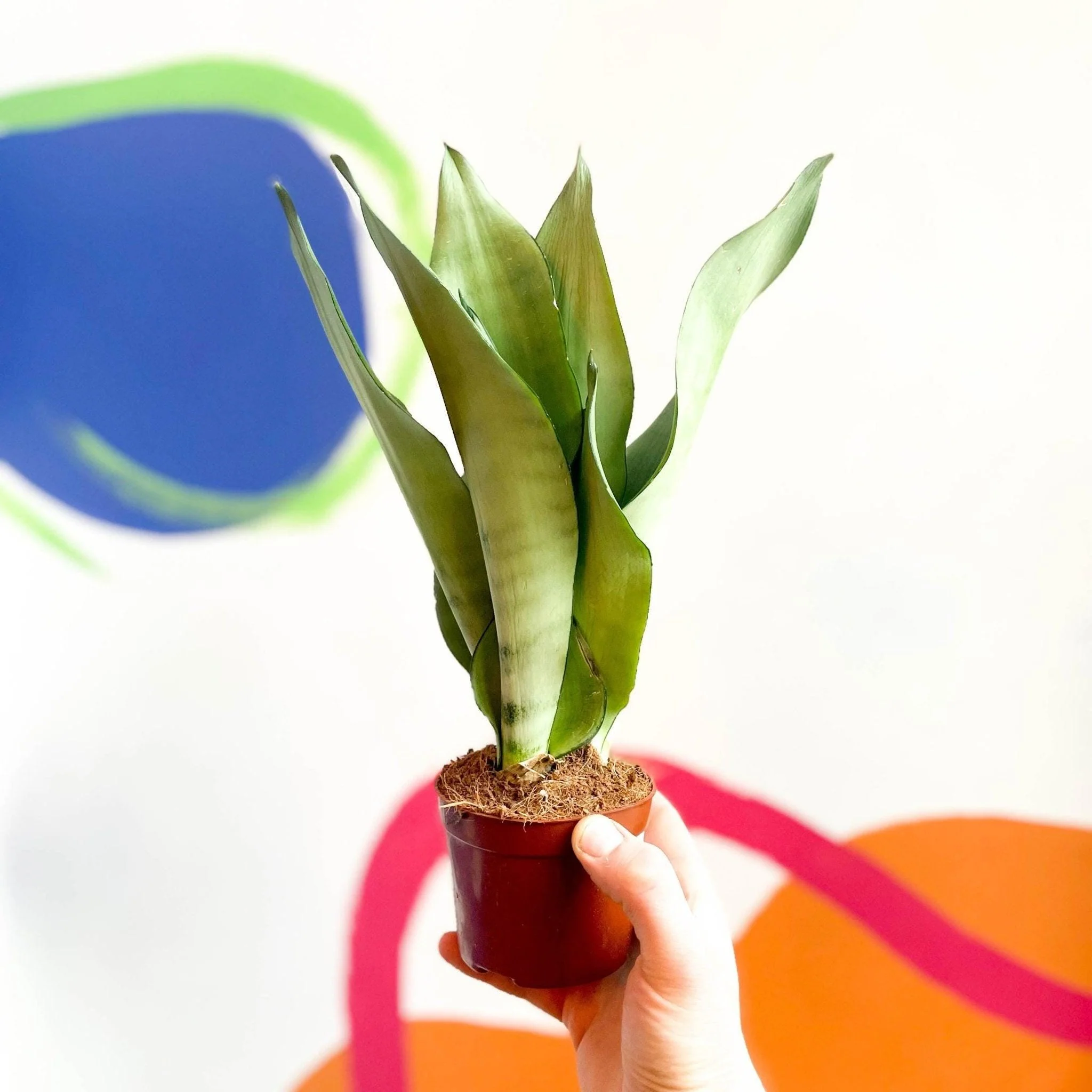 Sansevieria trifasciata 'Moonshine' - Snake Plant