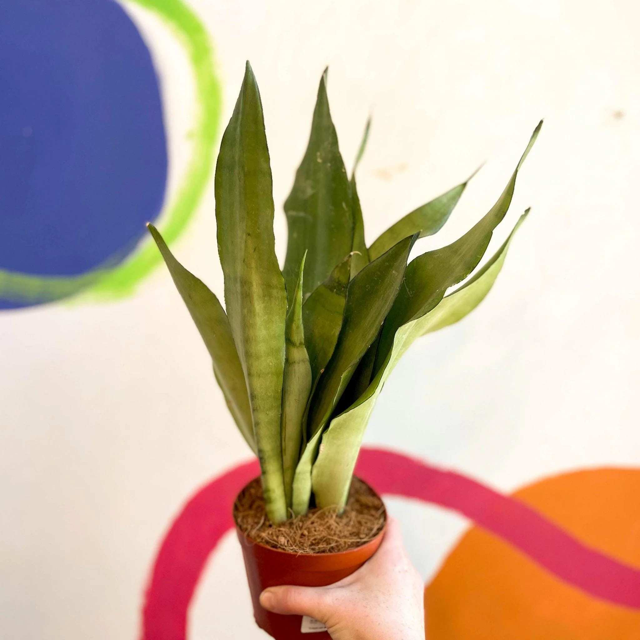 Sansevieria trifasciata 'Moonshine' - Snake Plant - Image 10