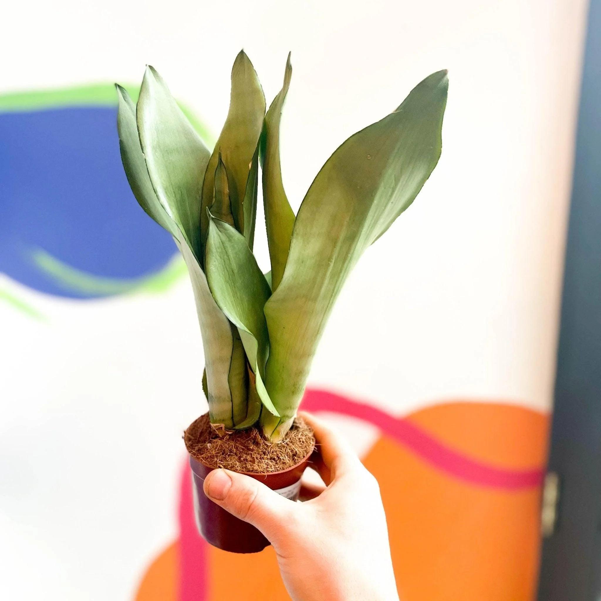 Sansevieria trifasciata 'Moonshine' - Snake Plant - Image 2