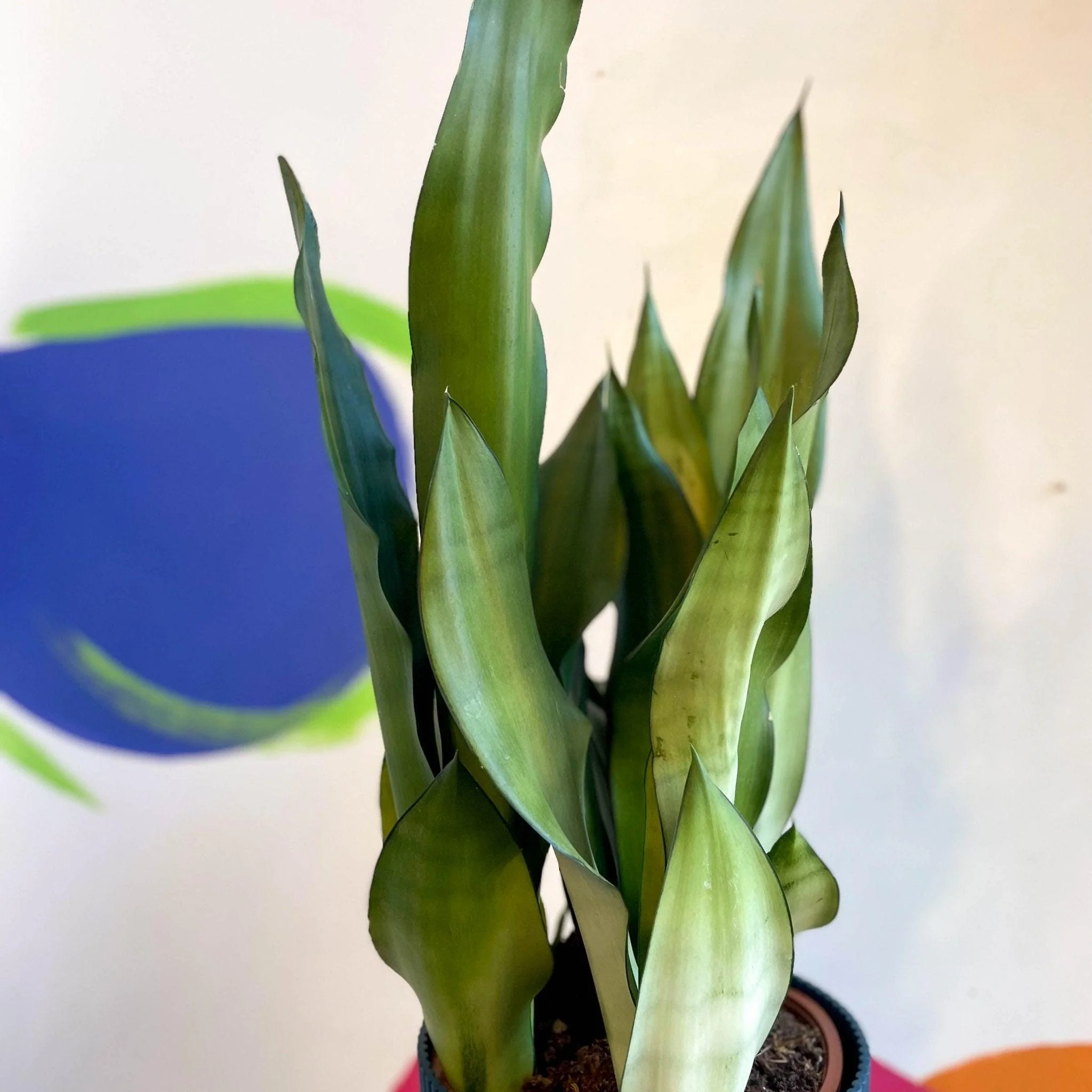 Sansevieria trifasciata 'Moonshine' - Snake Plant - Image 3