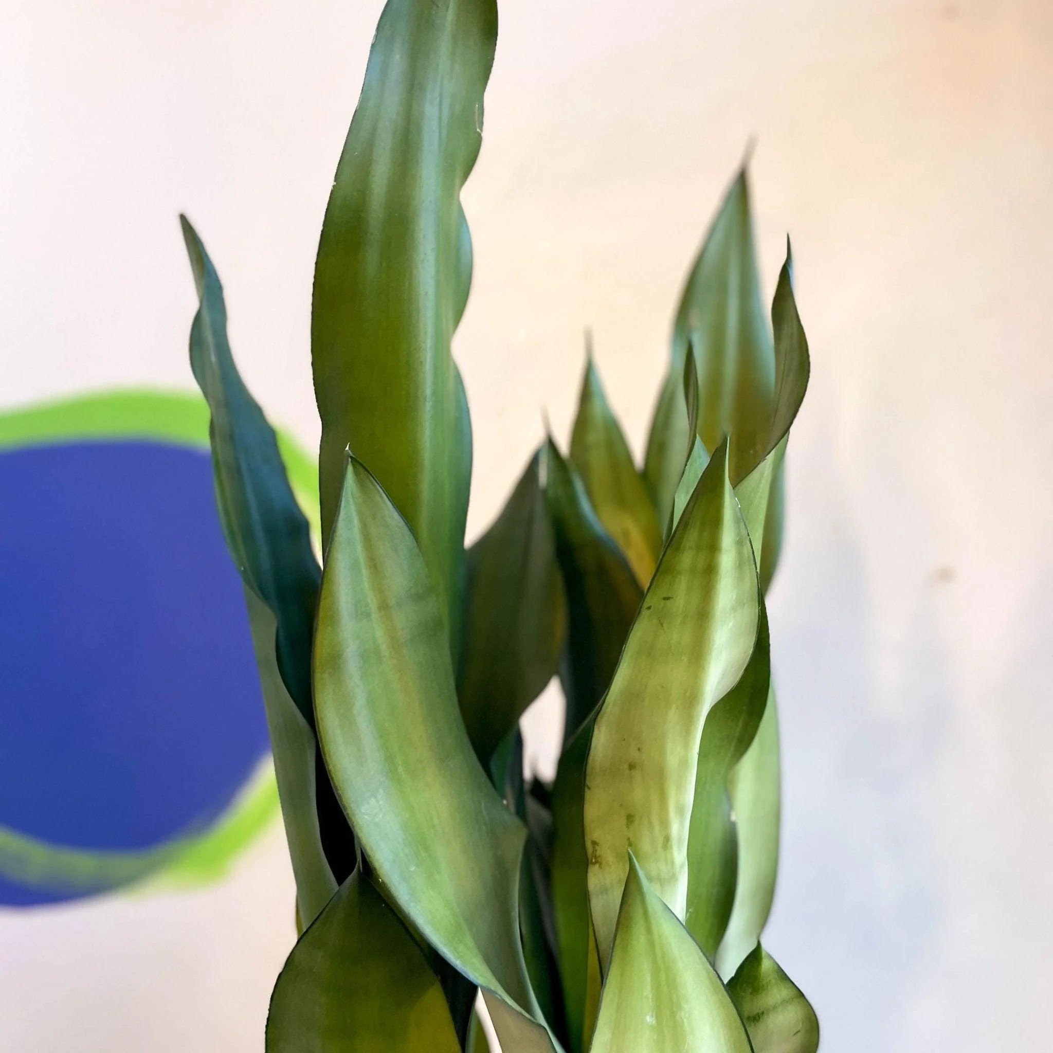 Sansevieria trifasciata 'Moonshine' - Snake Plant - Image 4