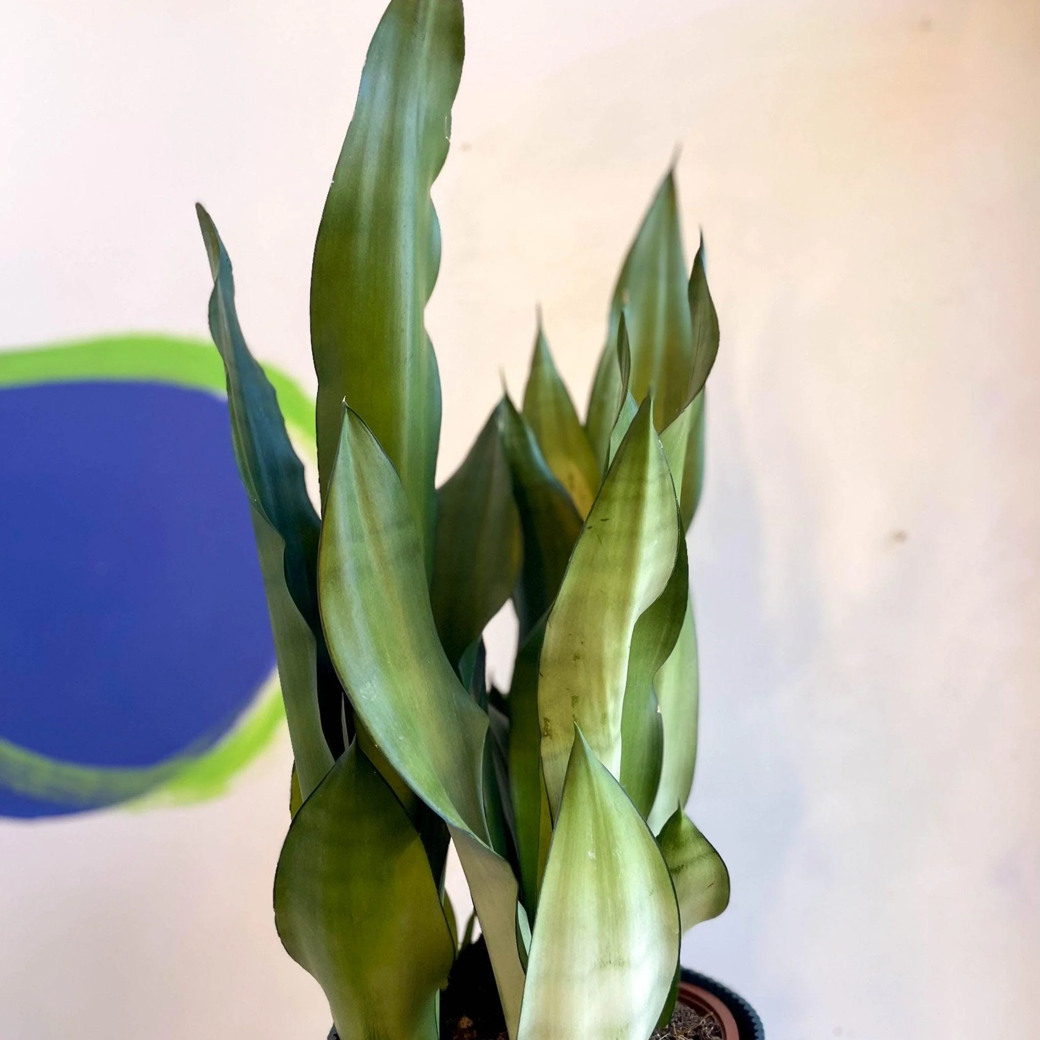 Sansevieria trifasciata 'Moonshine' - Snake Plant - Image 5