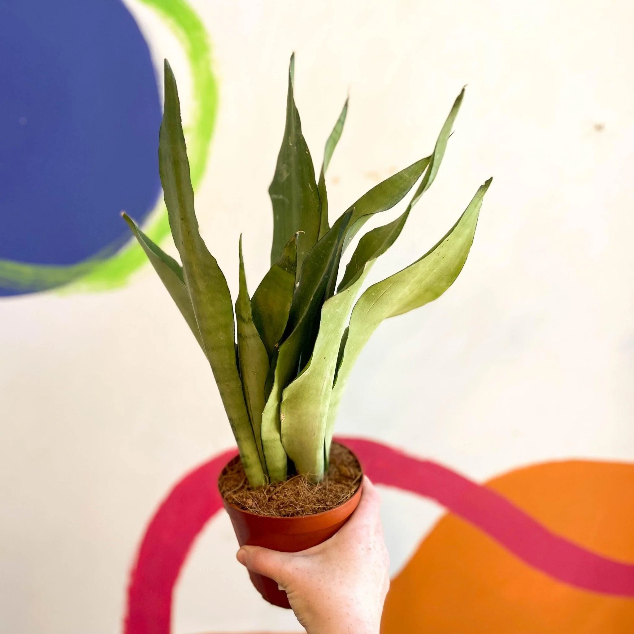 Sansevieria trifasciata 'Moonshine' - Snake Plant - Image 6