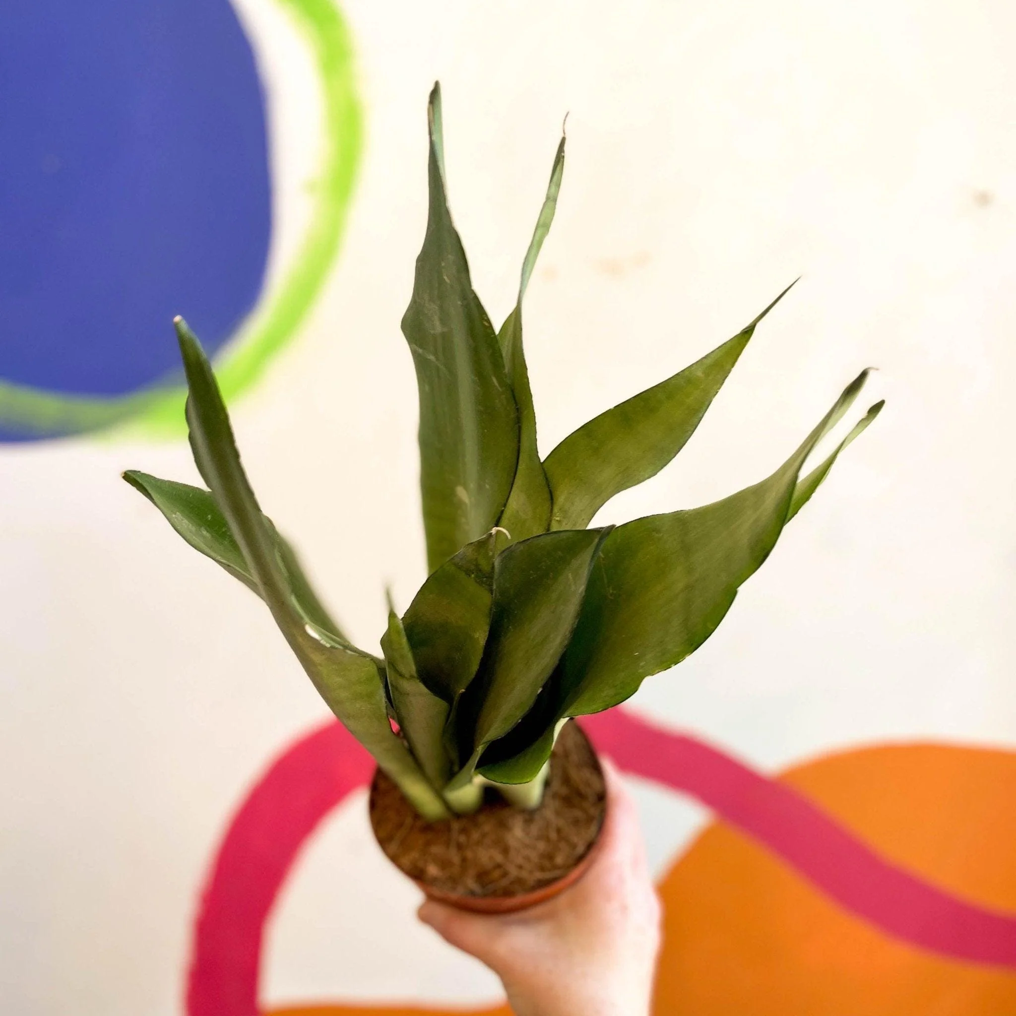 Sansevieria trifasciata 'Moonshine' - Snake Plant - Image 7
