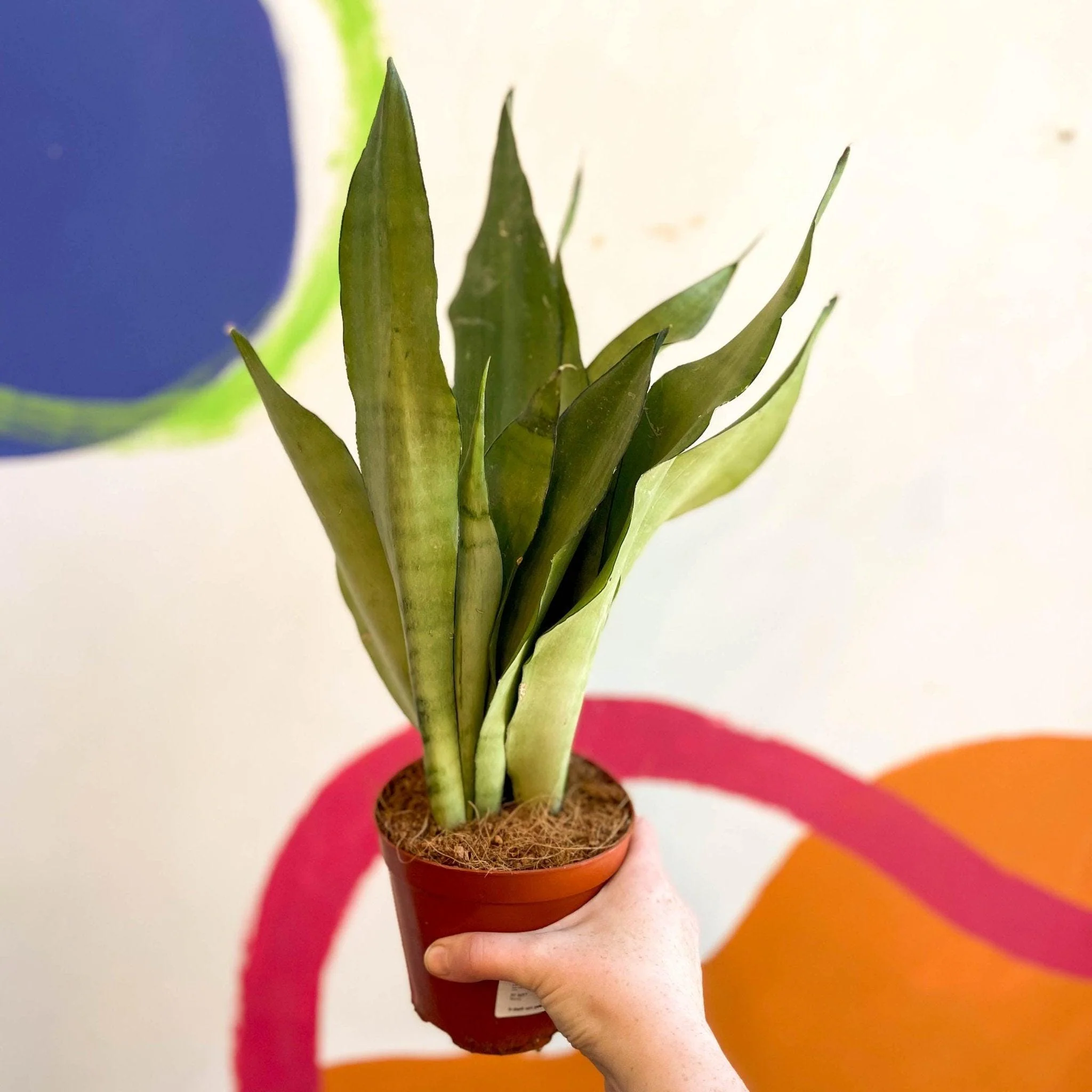 Sansevieria trifasciata 'Moonshine' - Snake Plant - Image 8