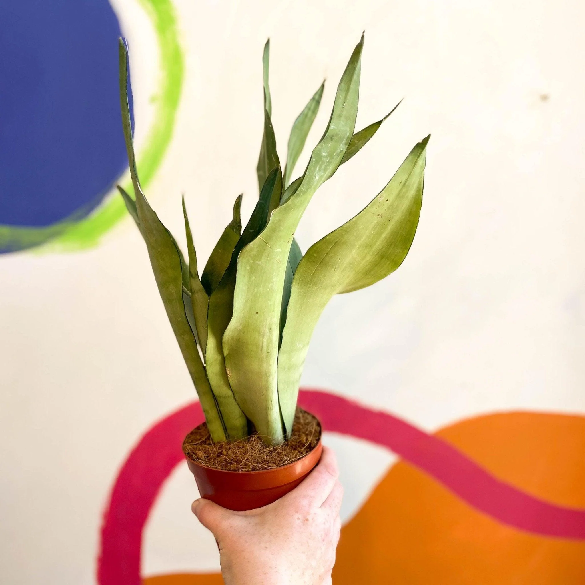 Sansevieria trifasciata 'Moonshine' - Snake Plant - Image 9