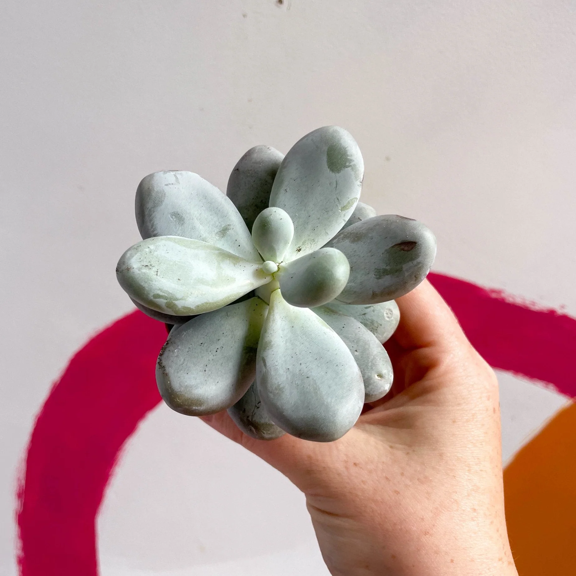 Pachyphytum oviferum - Moonstone