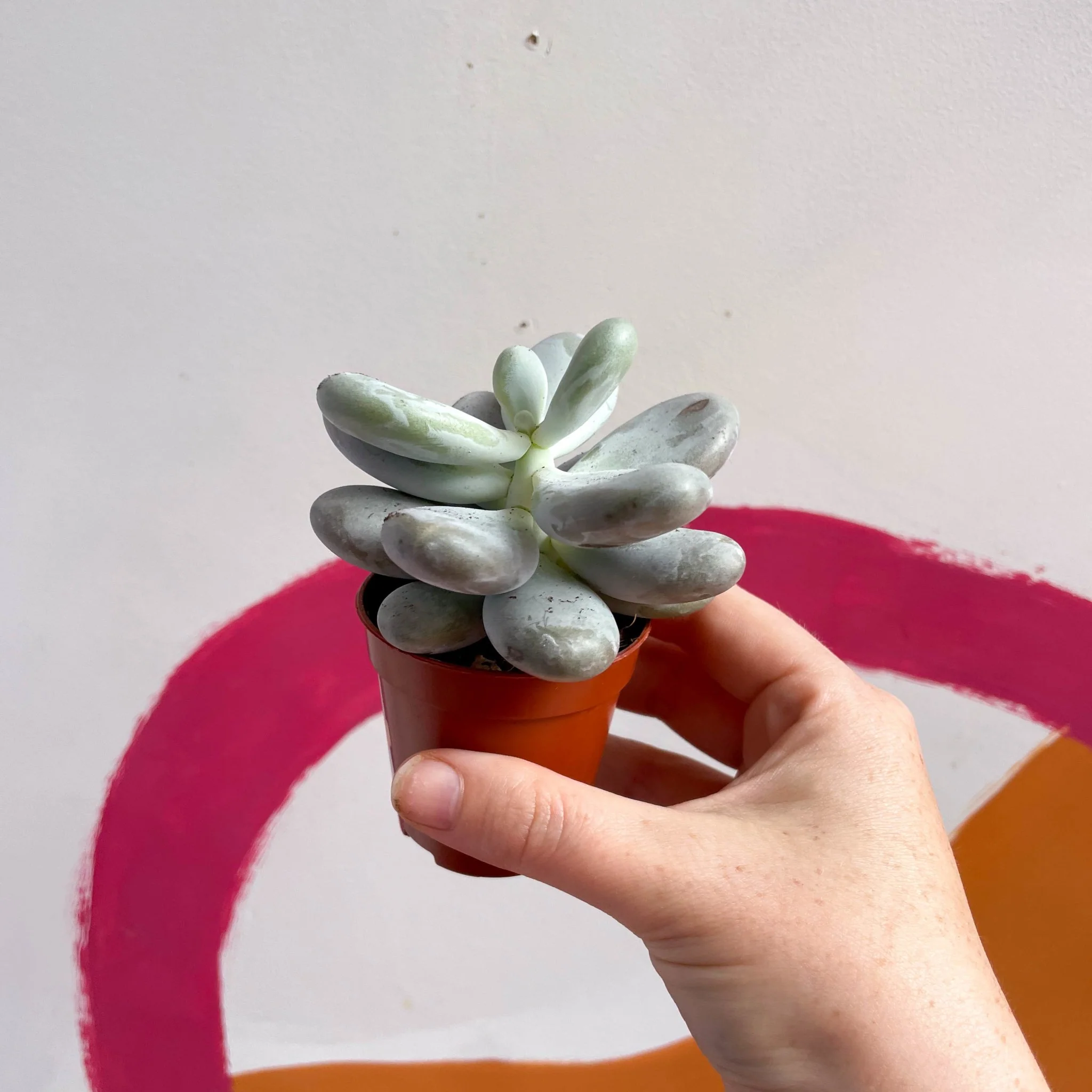 Pachyphytum oviferum - Moonstone - Image 2