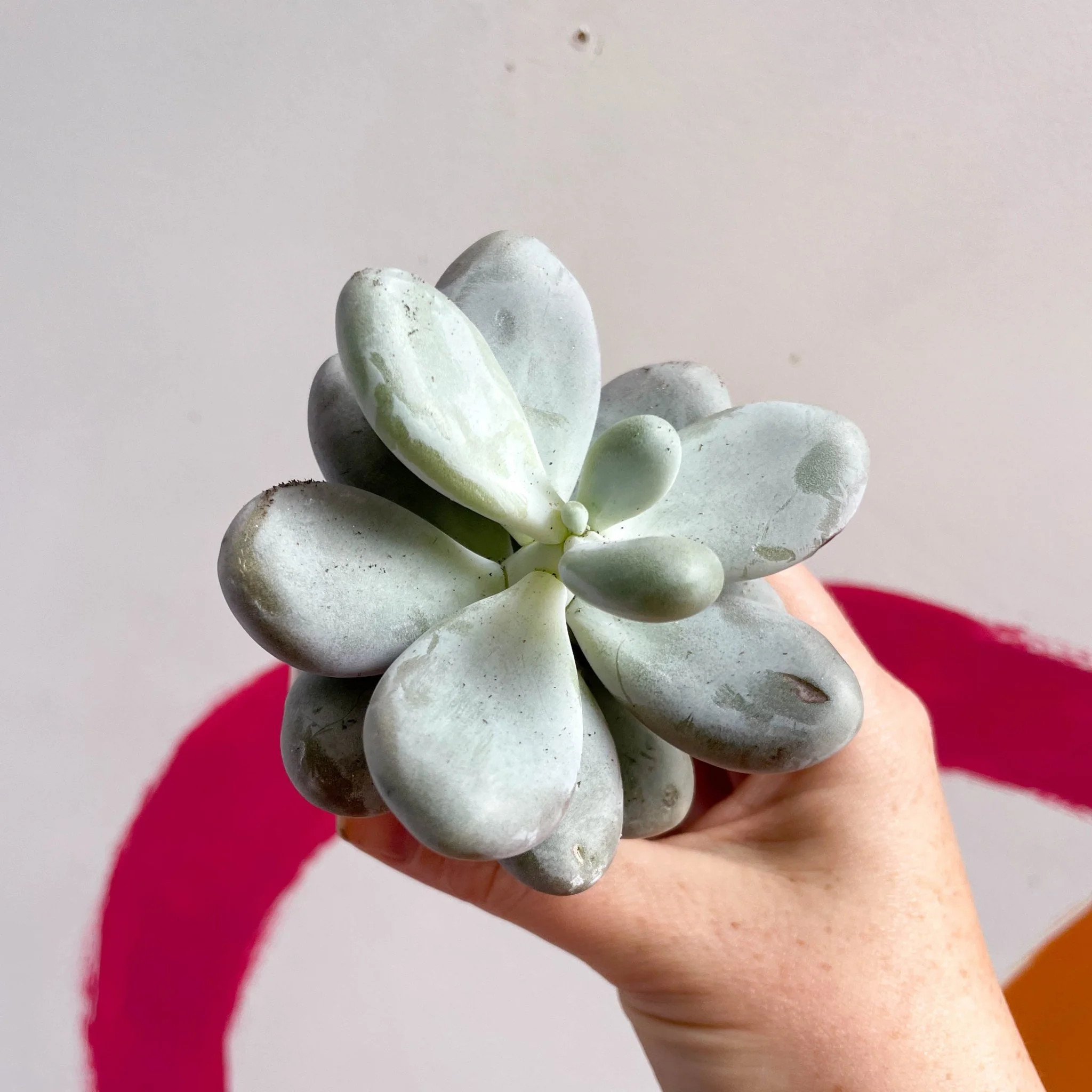 Pachyphytum oviferum - Moonstone - Image 3