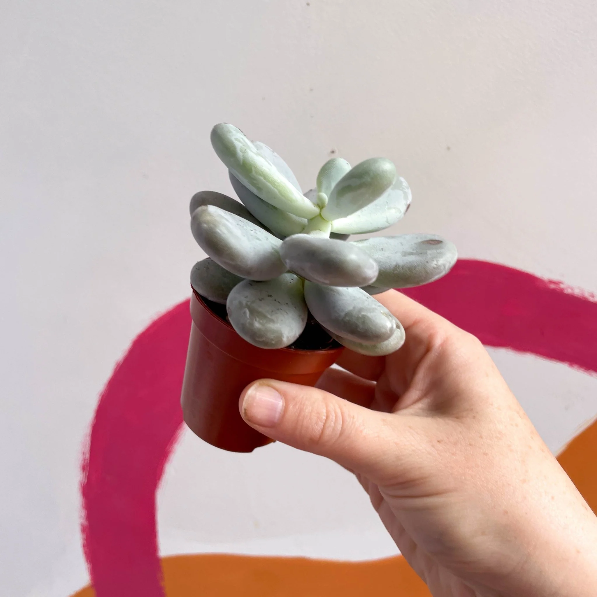 Pachyphytum oviferum - Moonstone - Image 4