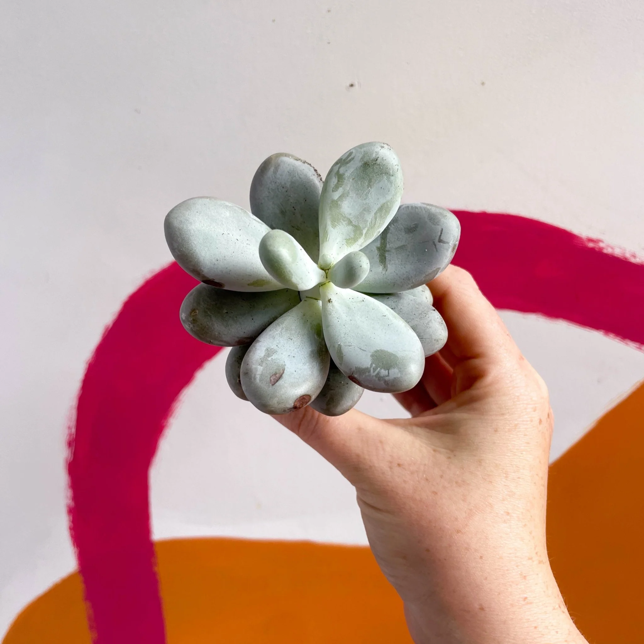 Pachyphytum oviferum - Moonstone - Image 5