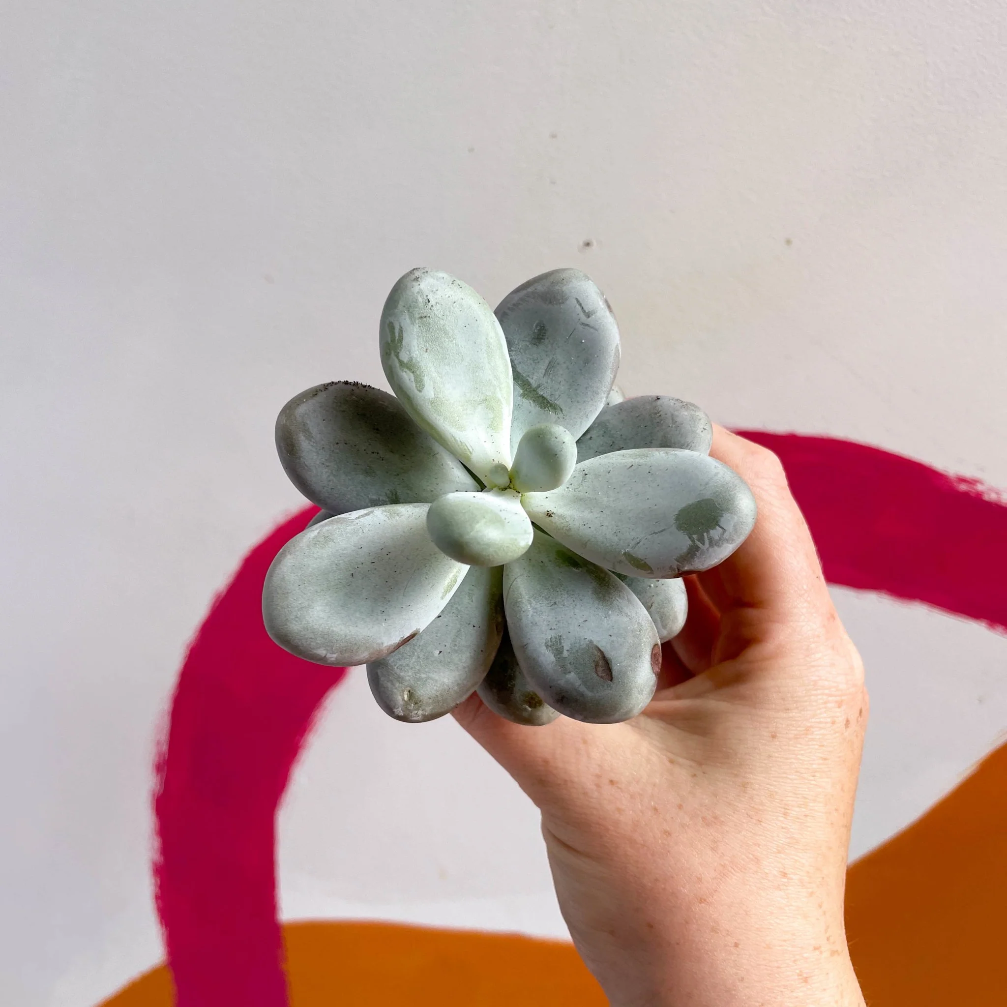 Pachyphytum oviferum - Moonstone - Image 6