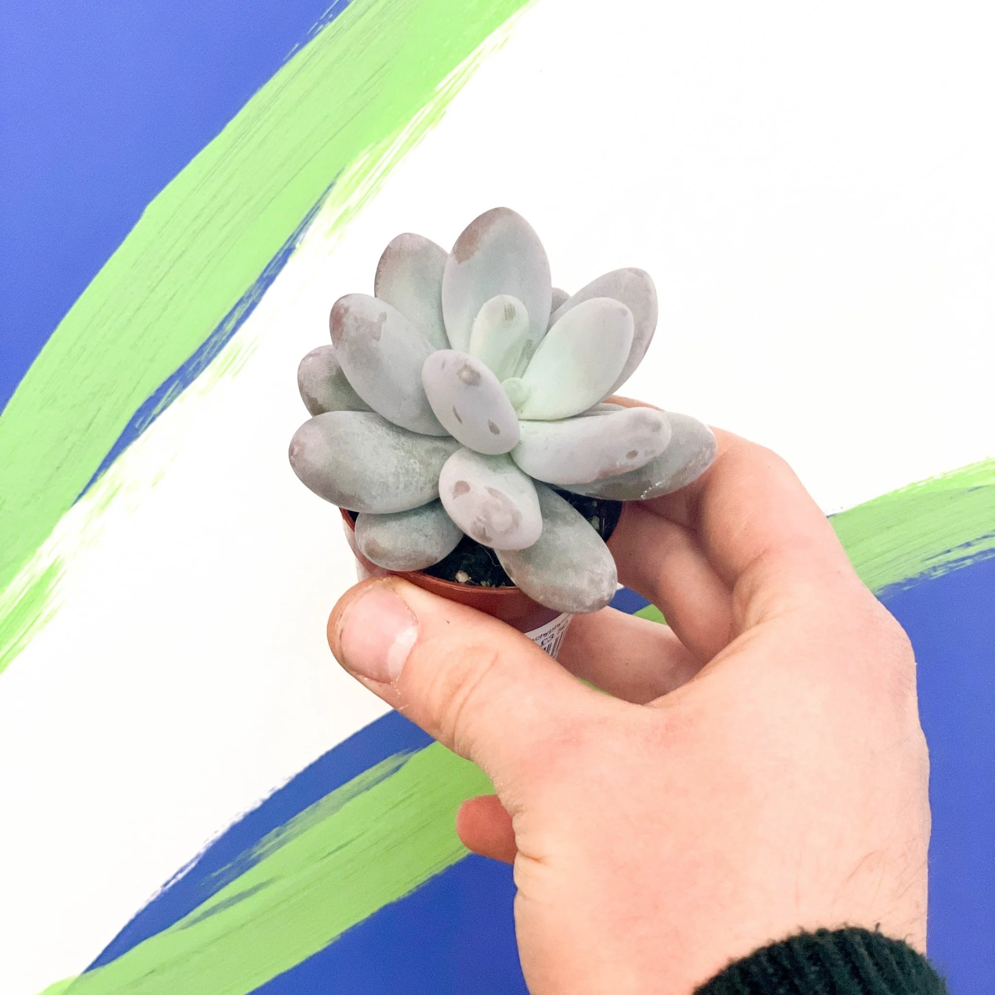 Moonstone - Pachyphytum oviferum 'Rubra'