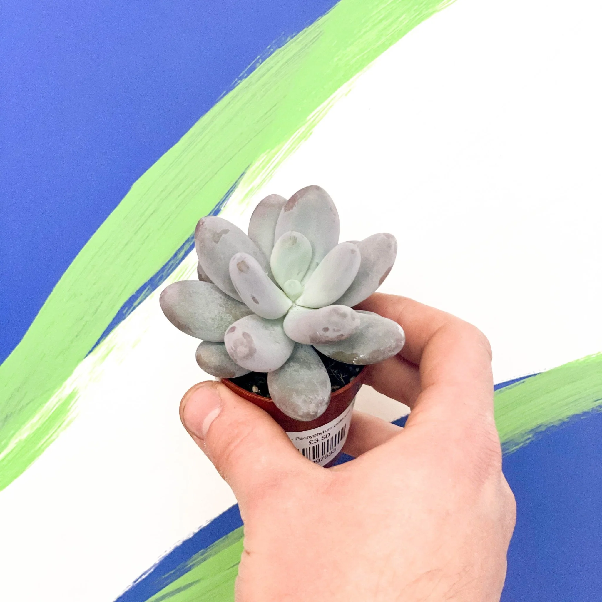 Moonstone - Pachyphytum oviferum 'Rubra' - Image 2