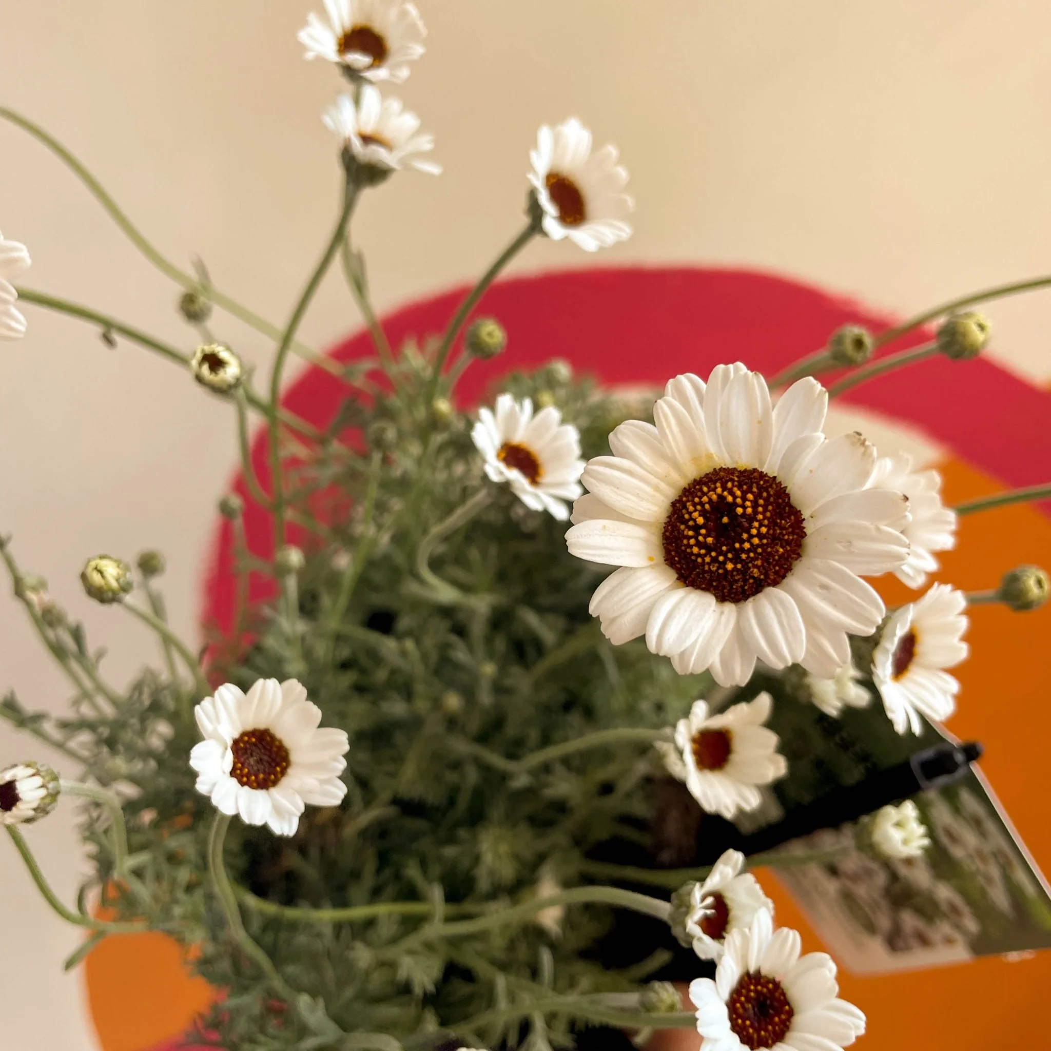 Rhodanthemum hosmariense ‘Casablanca’ - Moroccan Daisy - Image 2