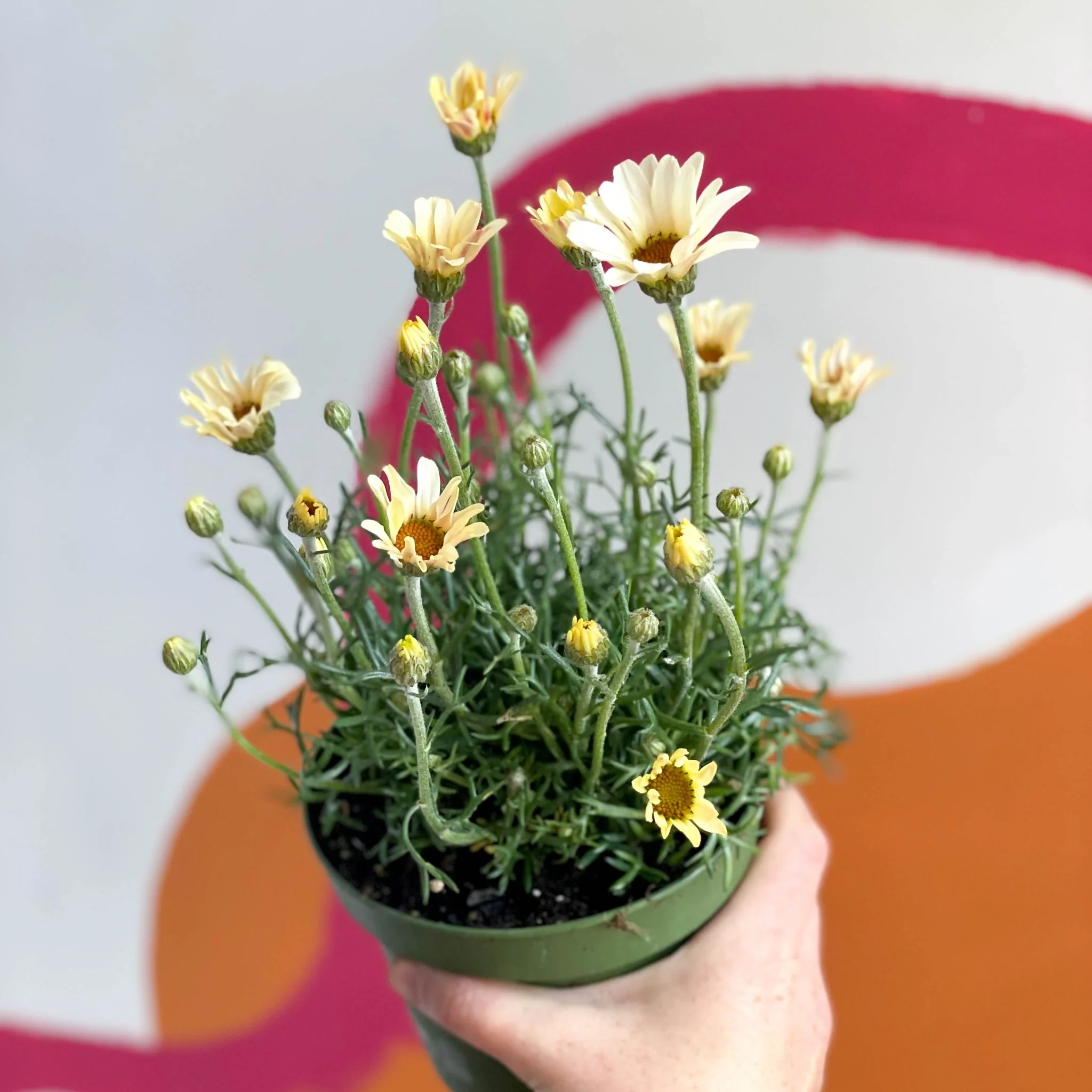 Rhodanthemum hosmariense 'Zagora Yellow' - Moroccan Daisy