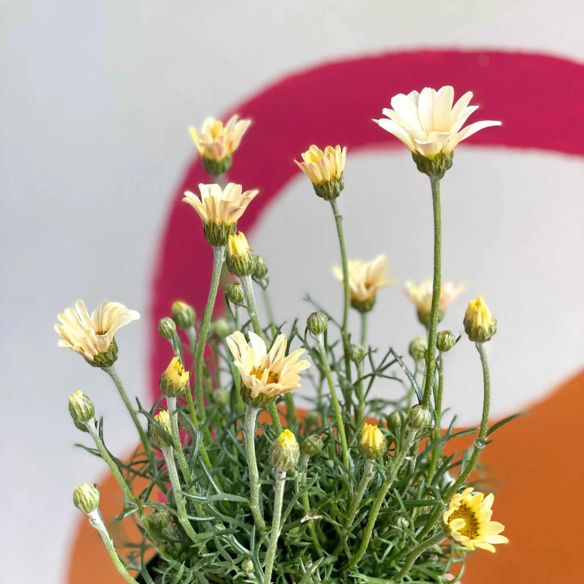 Rhodanthemum hosmariense 'Zagora Yellow' - Moroccan Daisy - Image 2