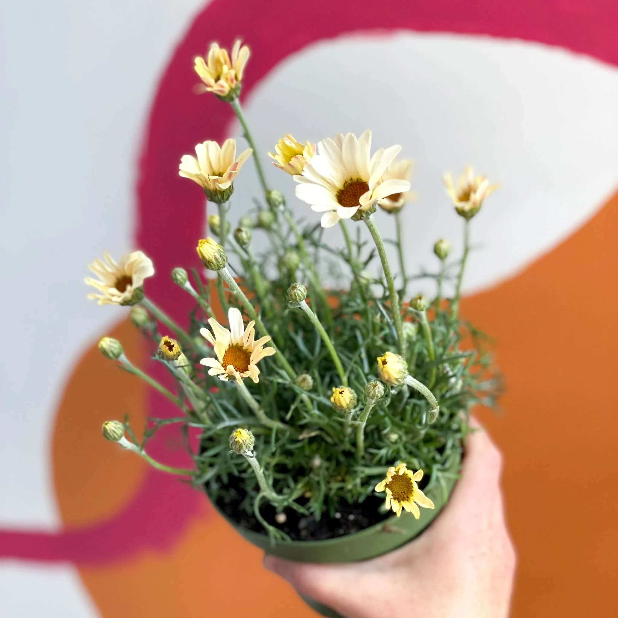 Rhodanthemum hosmariense 'Zagora Yellow' - Moroccan Daisy - Image 3