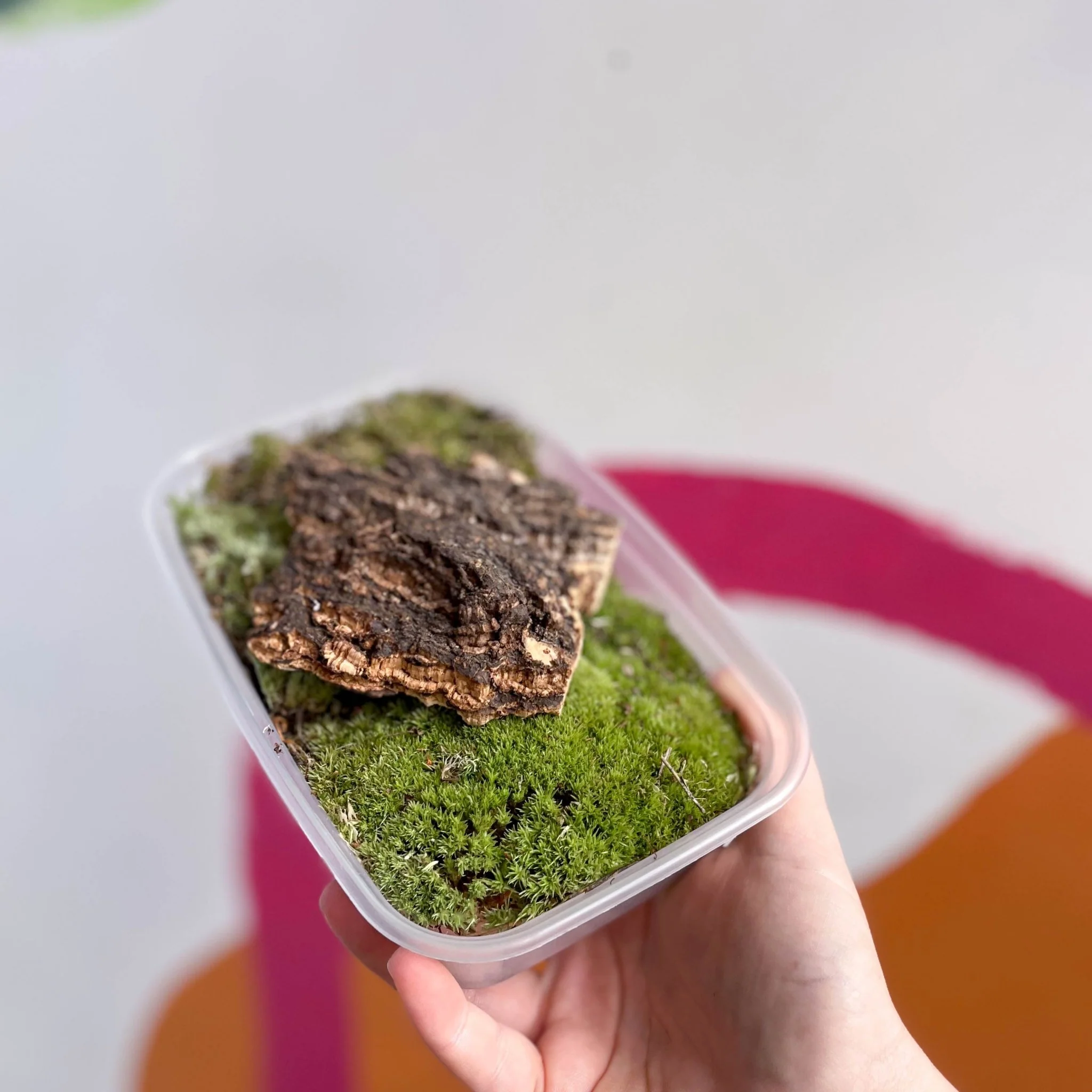 Terrarium Decoration Bundle – Moss & Natural Elements - Image 3