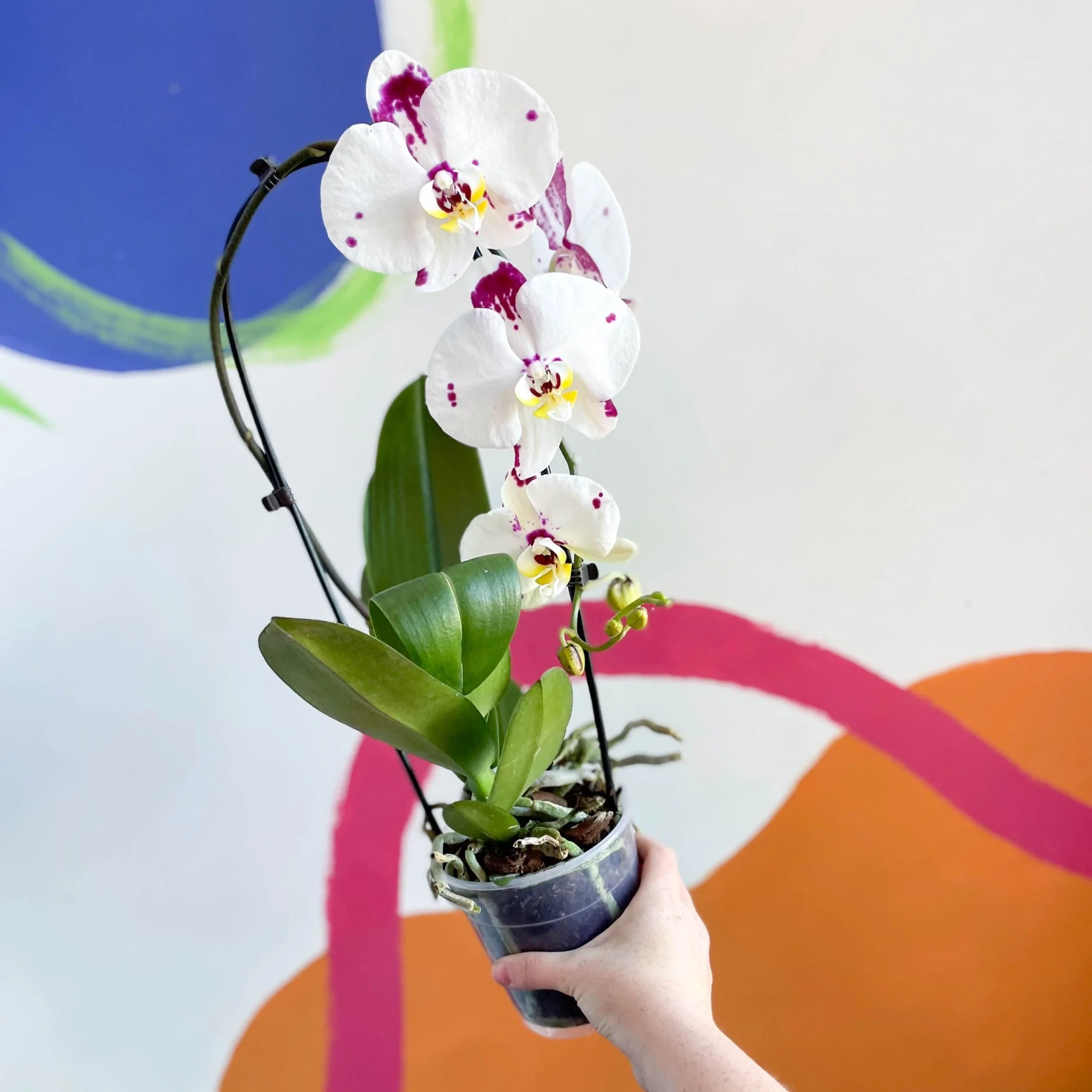 Moth Orchid - Phalaenopsis 'Calypso'