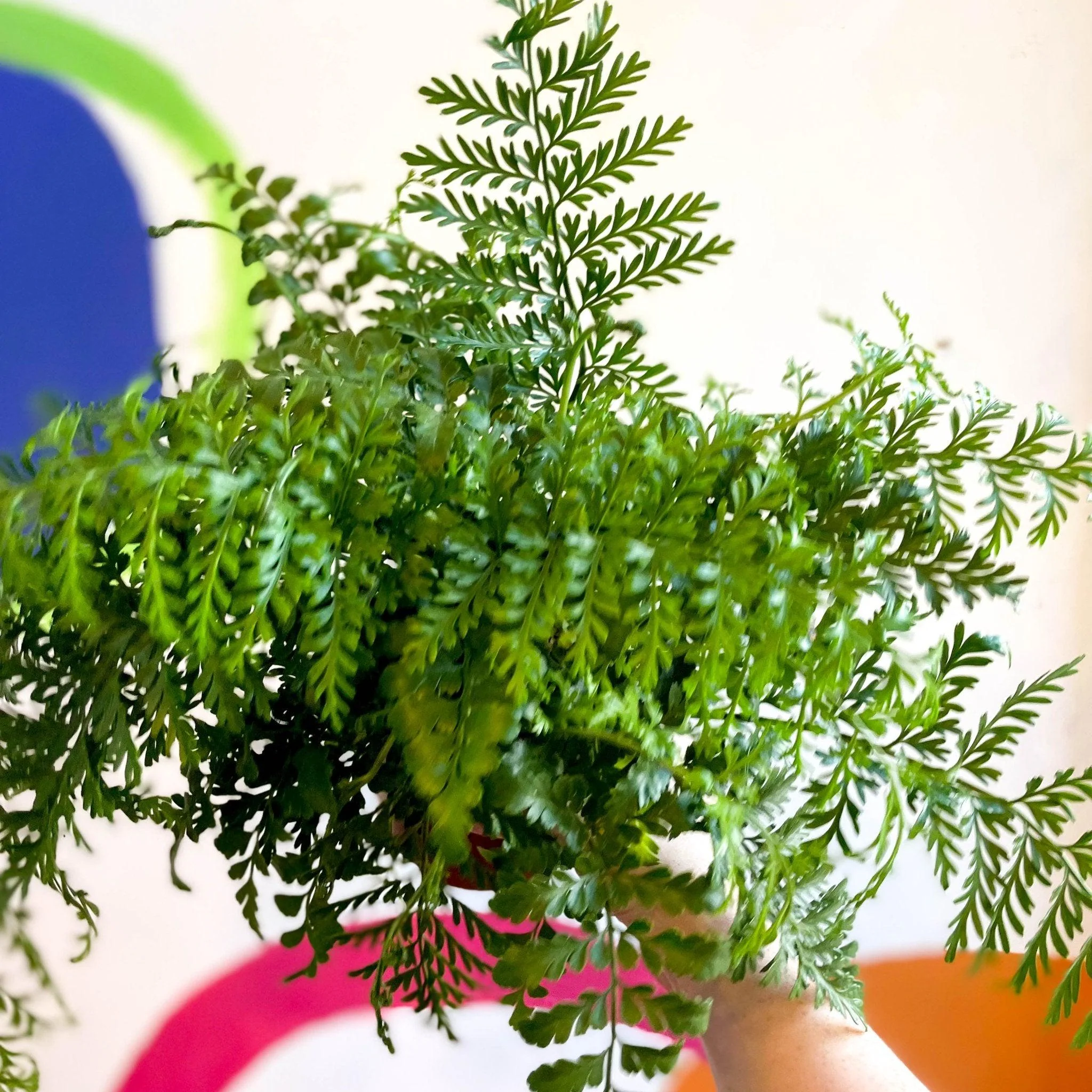 Asplenium parvati - Mother Fern - Image 3