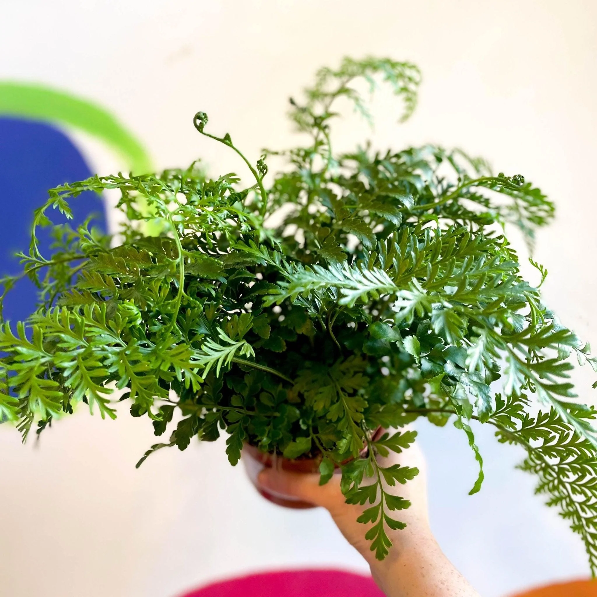 Asplenium parvati - Mother Fern - Image 4