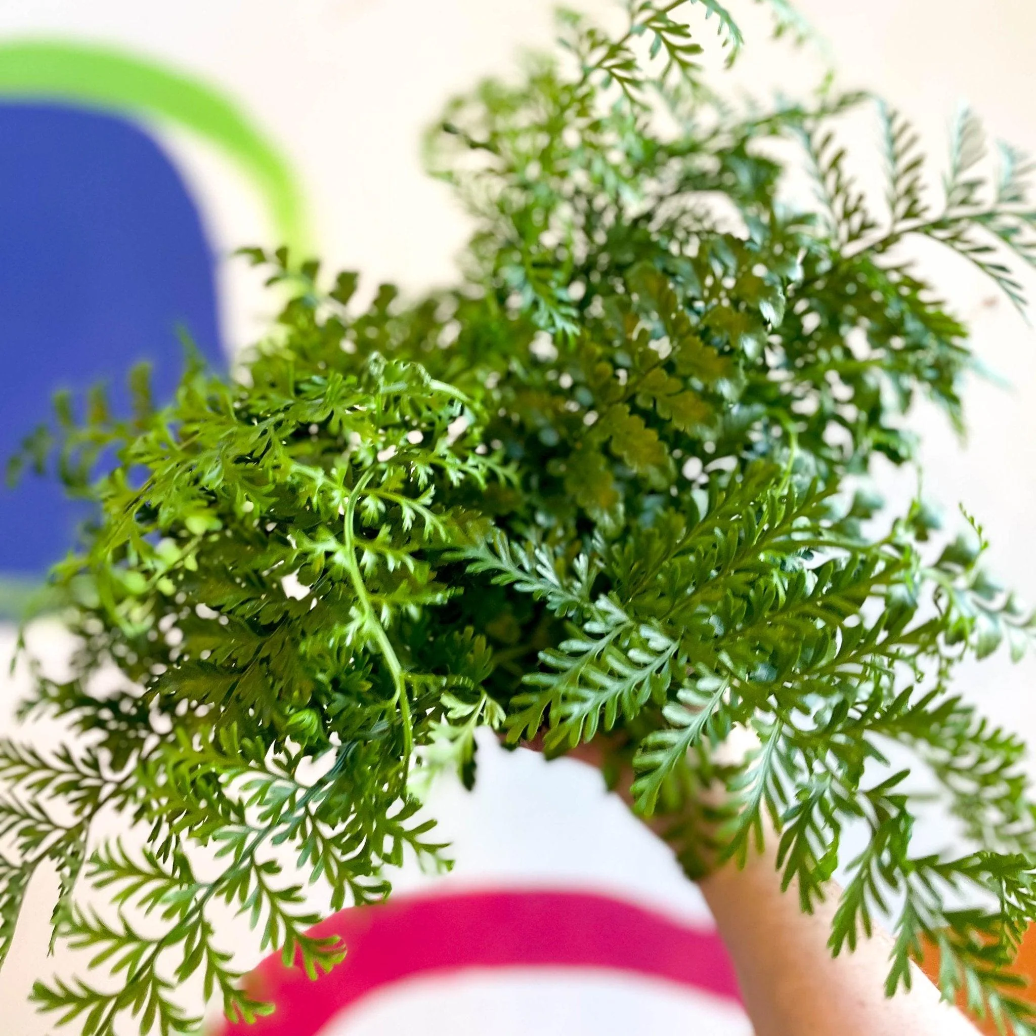 Asplenium parvati - Mother Fern - Image 5