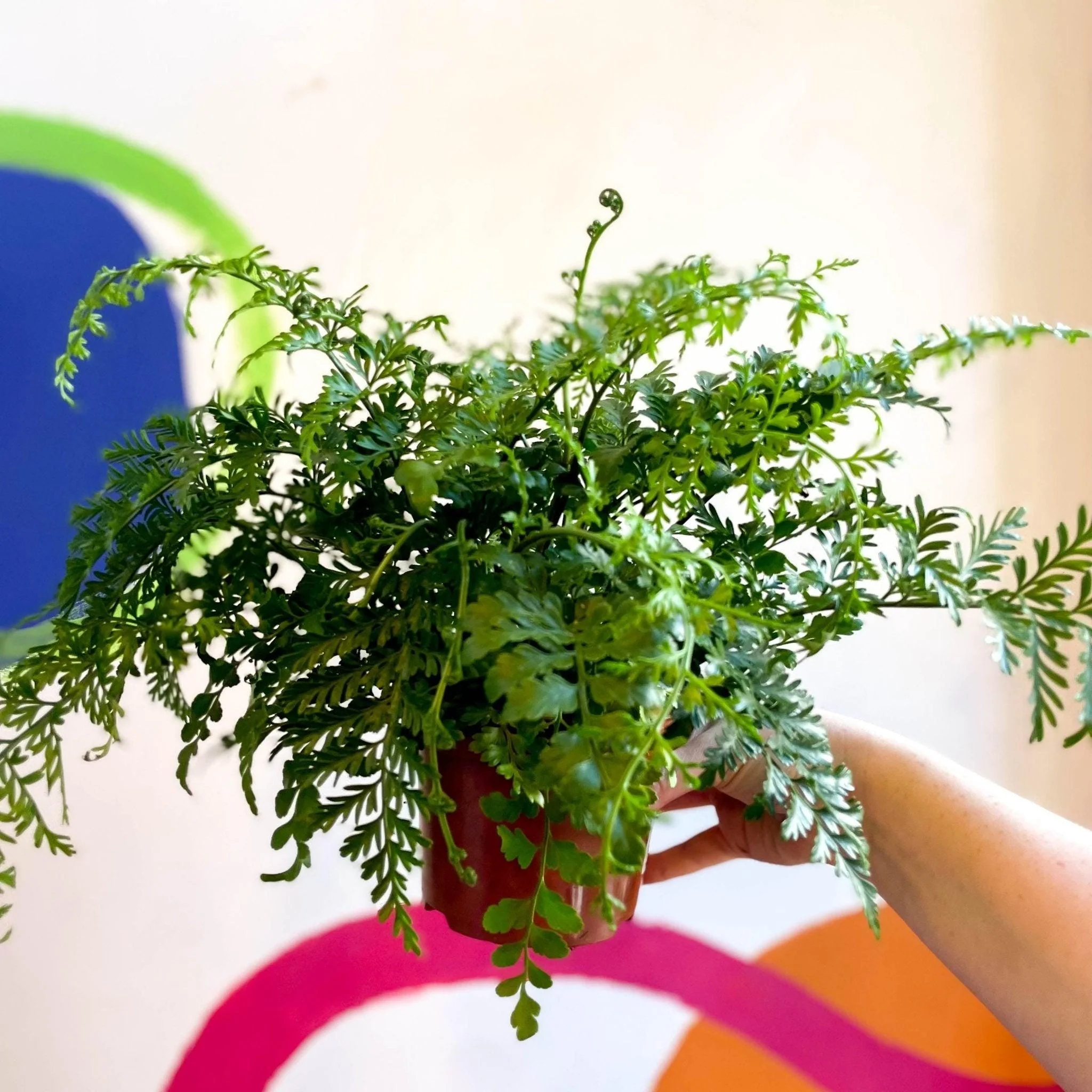 Asplenium parvati - Mother Fern - Image 7