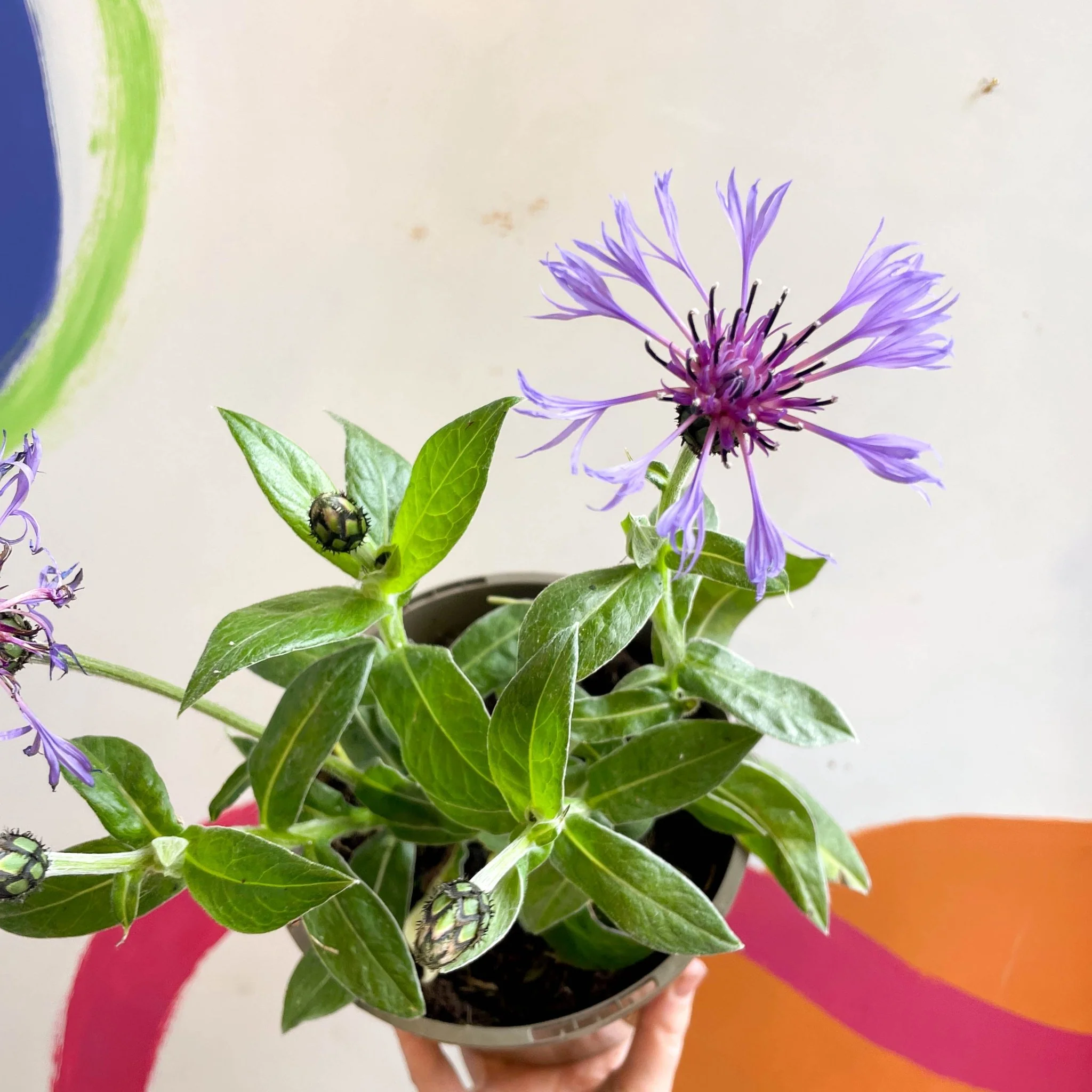 Mountain Bluet / Perennial Coneflower - Centaurea montana - Cotswold Grown Perennial - Image 2