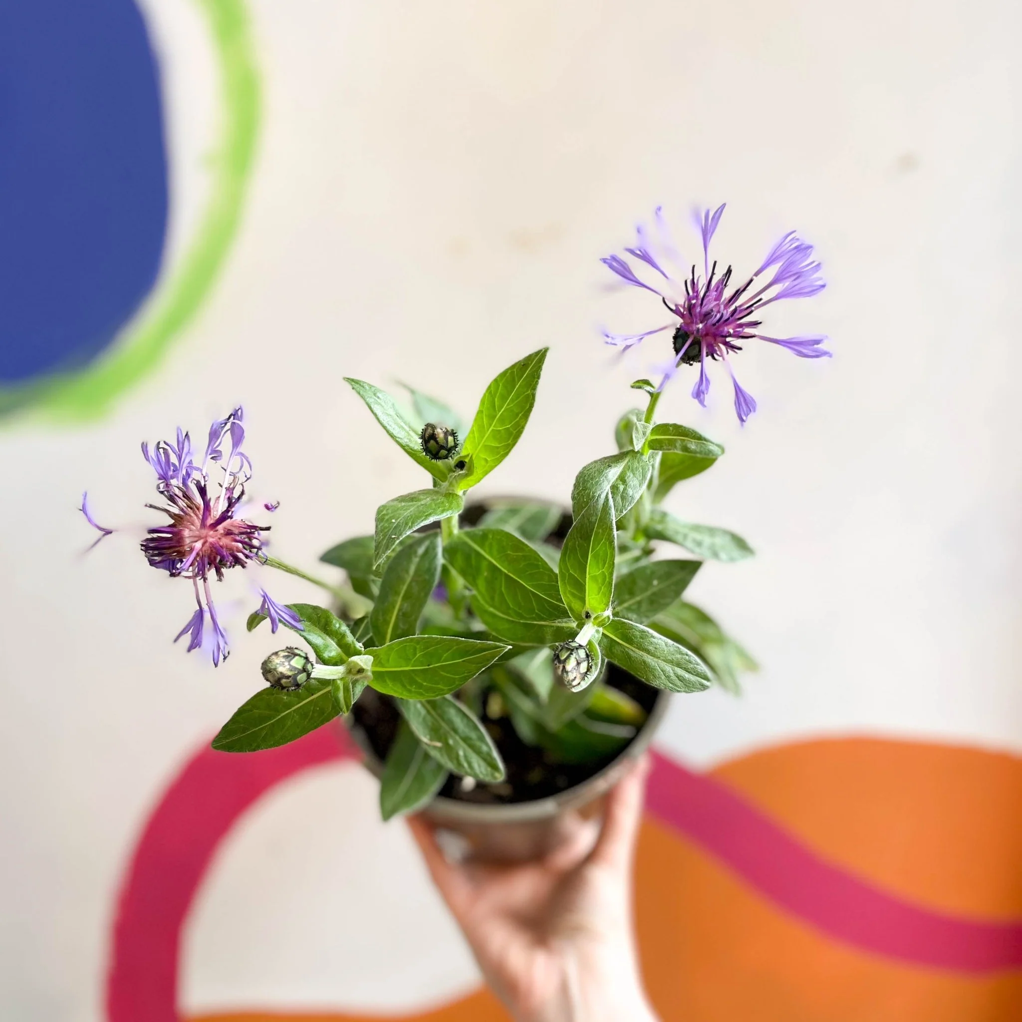 Mountain Bluet / Perennial Coneflower - Centaurea montana - Cotswold Grown Perennial - Image 3