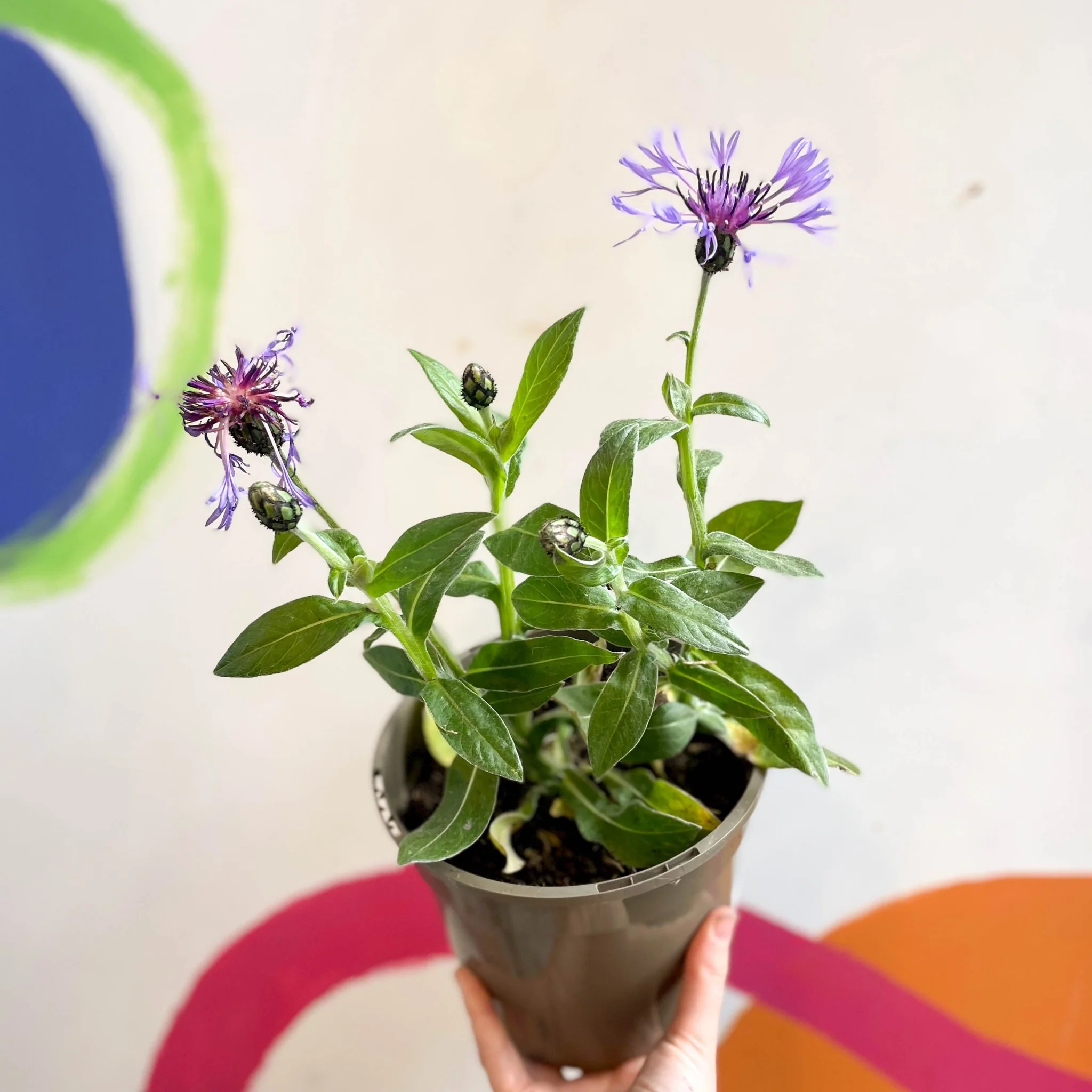 Mountain Bluet / Perennial Coneflower - Centaurea montana - Cotswold Grown Perennial - Image 4