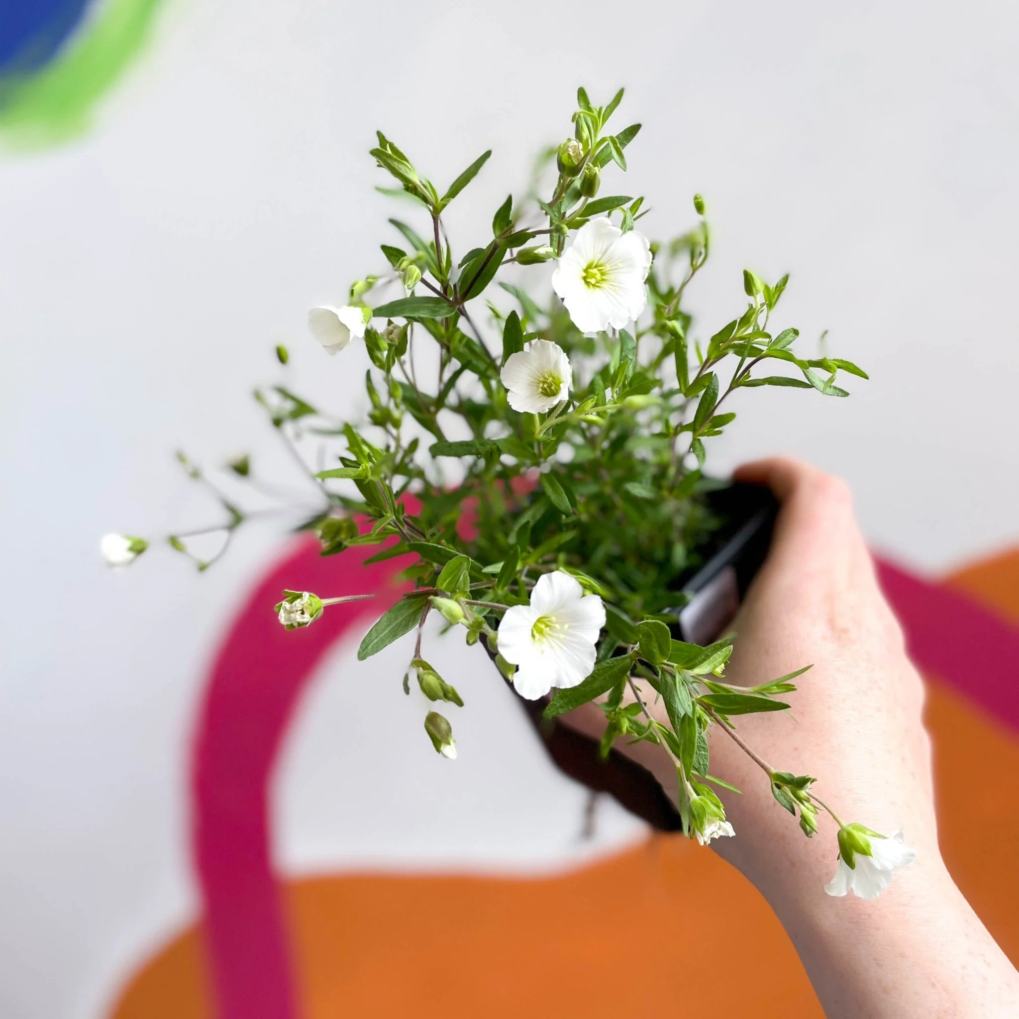 Mountain Sandwort - Arenaria montana 'Blizzard Compact' - British Grown Evergreen Perennial Alpine