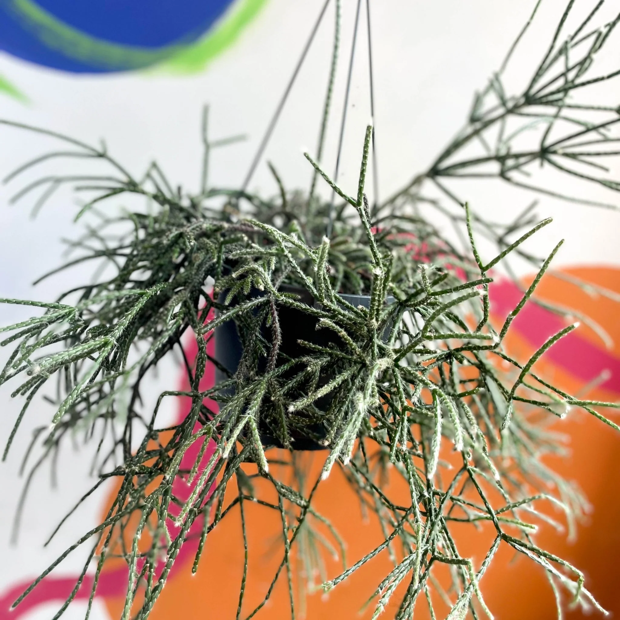 Mouse Tail Cactus - Rhipsalis pilocarpa