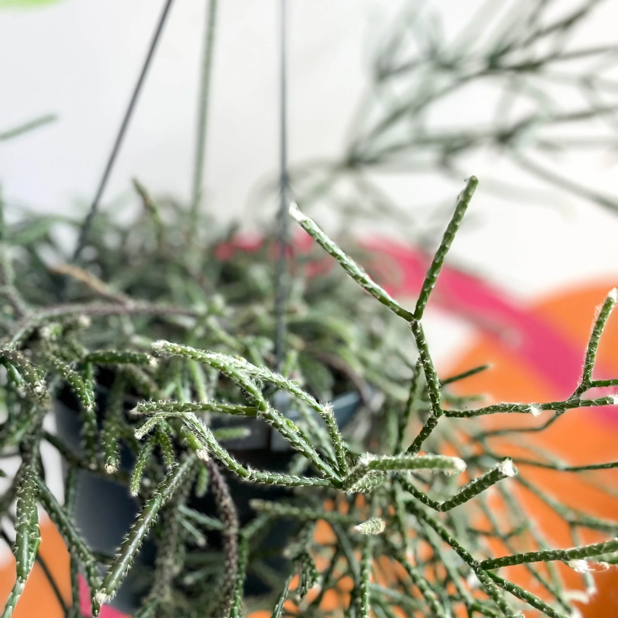 Mouse Tail Cactus - Rhipsalis pilocarpa - Image 2