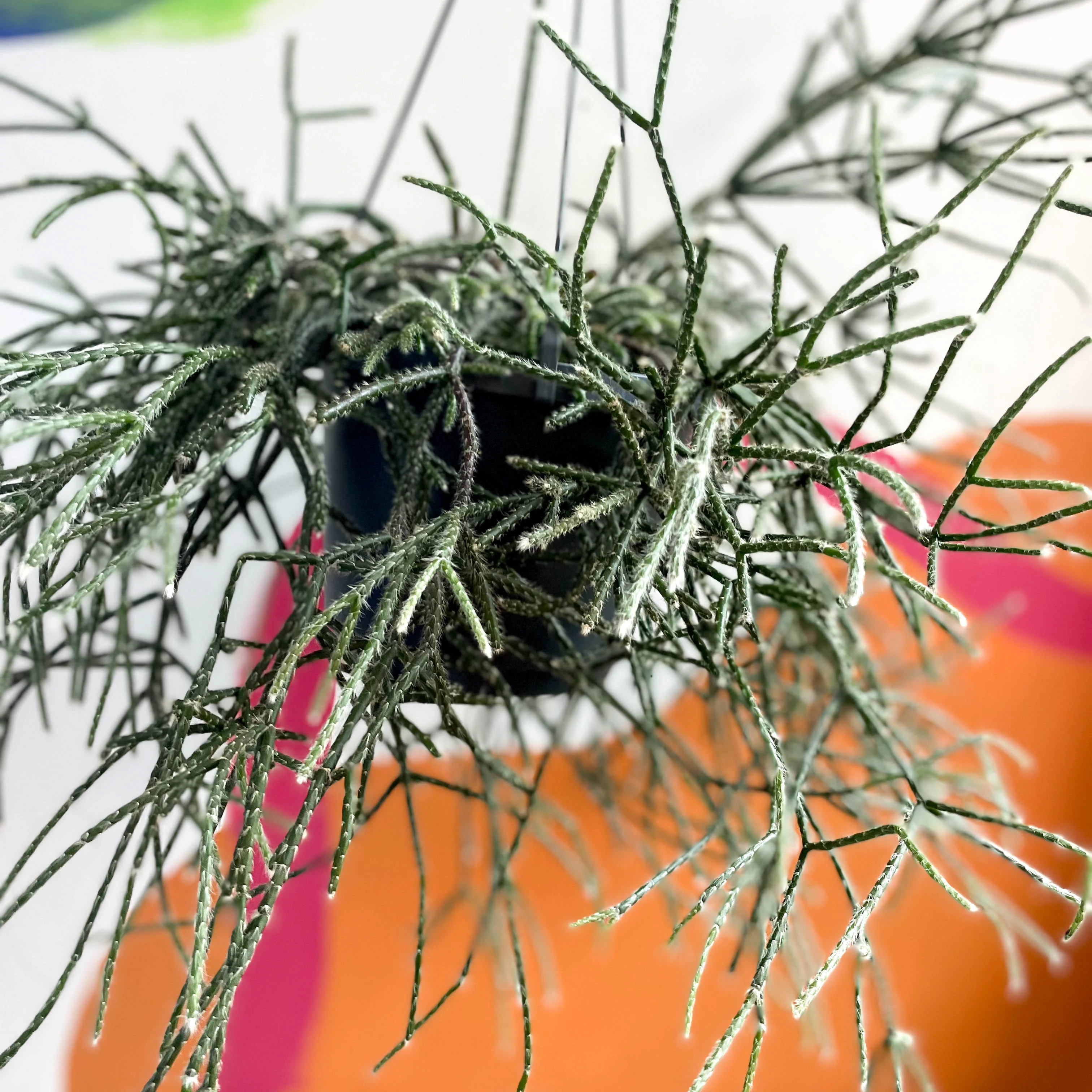 Mouse Tail Cactus - Rhipsalis pilocarpa - Image 3