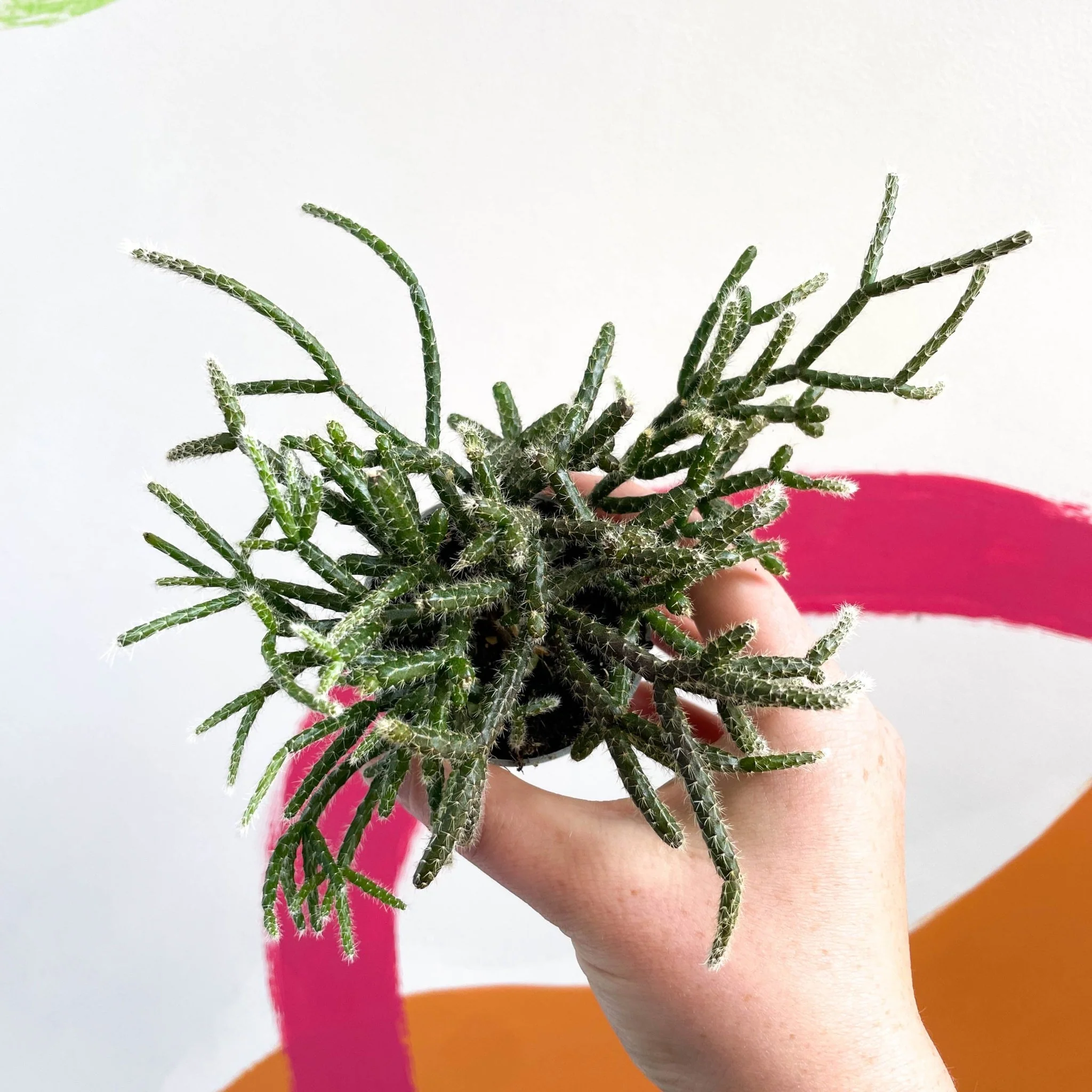 Mouse Tail Cactus - Rhipsalis pilocarpa - Image 4