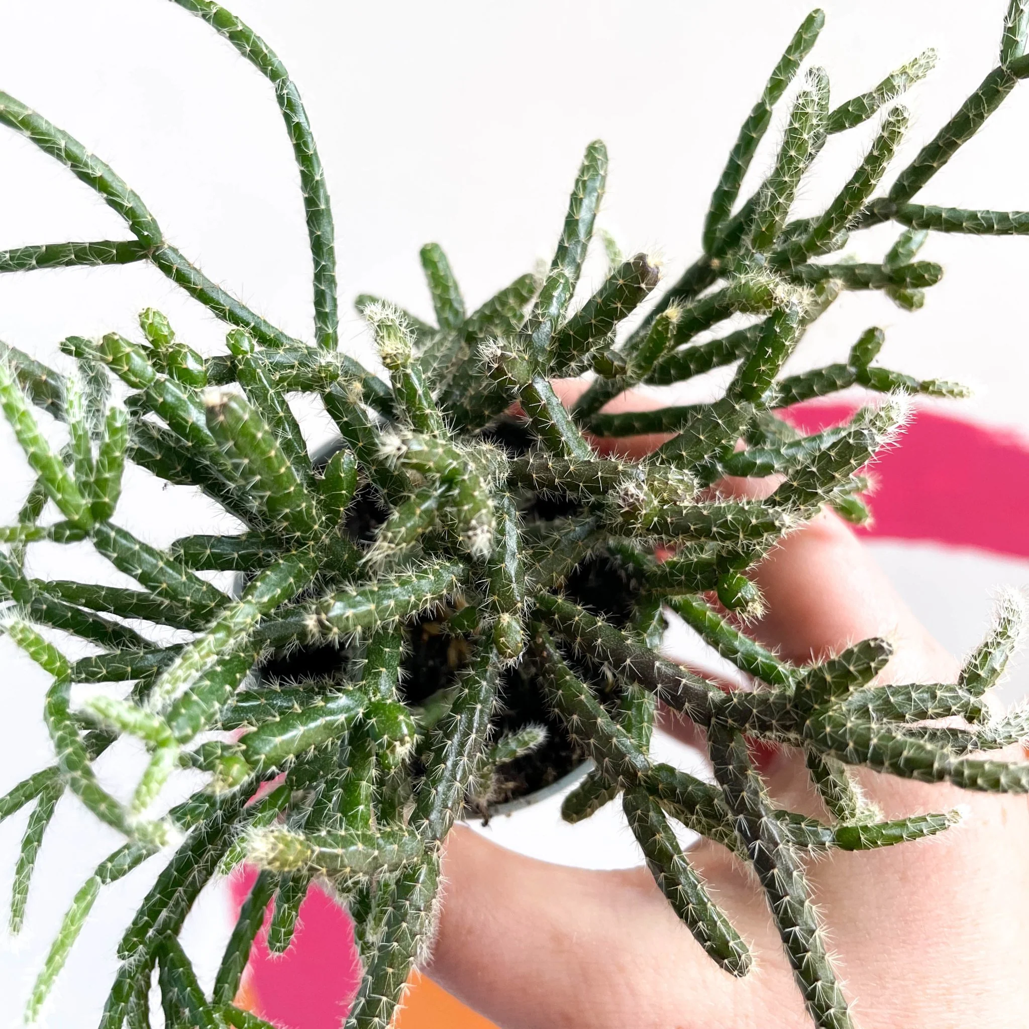 Mouse Tail Cactus - Rhipsalis pilocarpa - Image 5