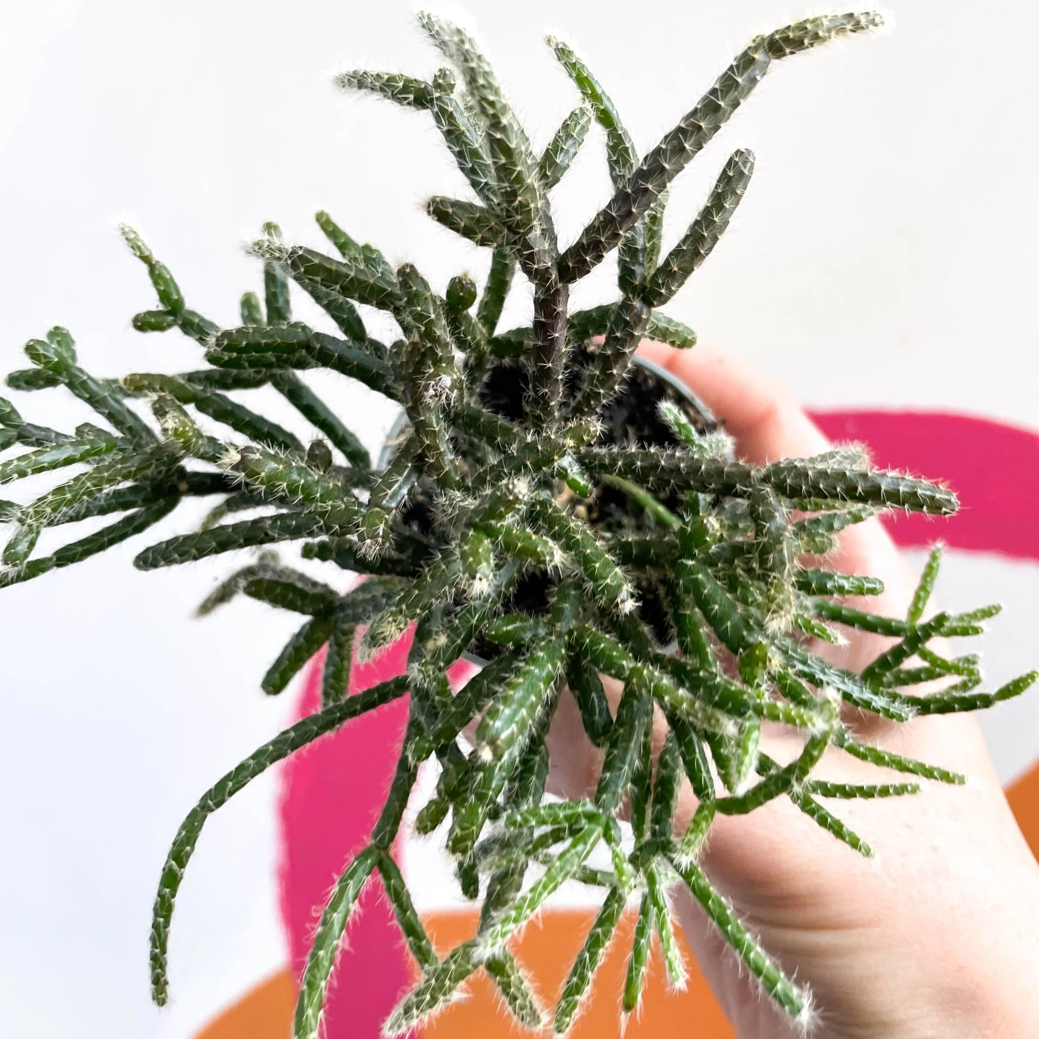 Mouse Tail Cactus - Rhipsalis pilocarpa - Image 6