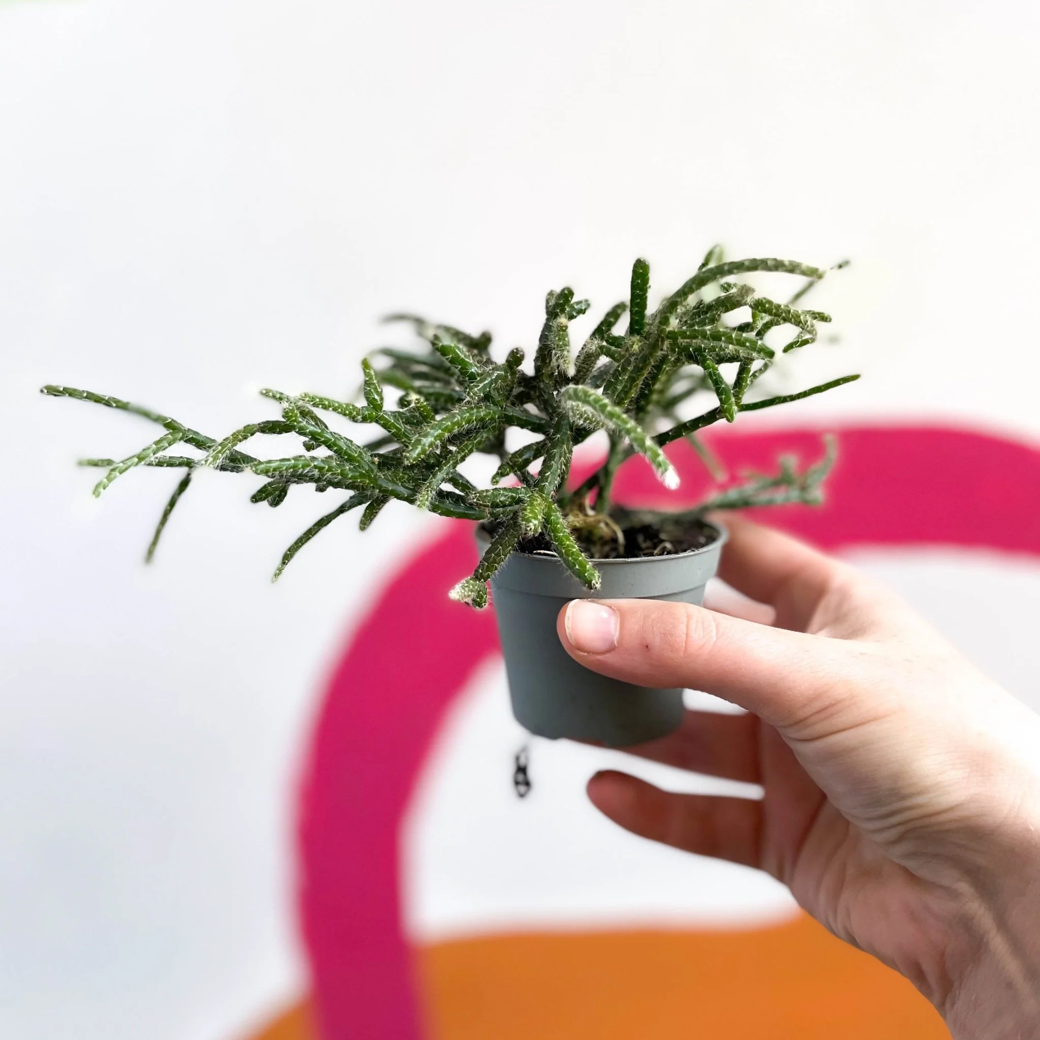 Mouse Tail Cactus - Rhipsalis pilocarpa - Image 7