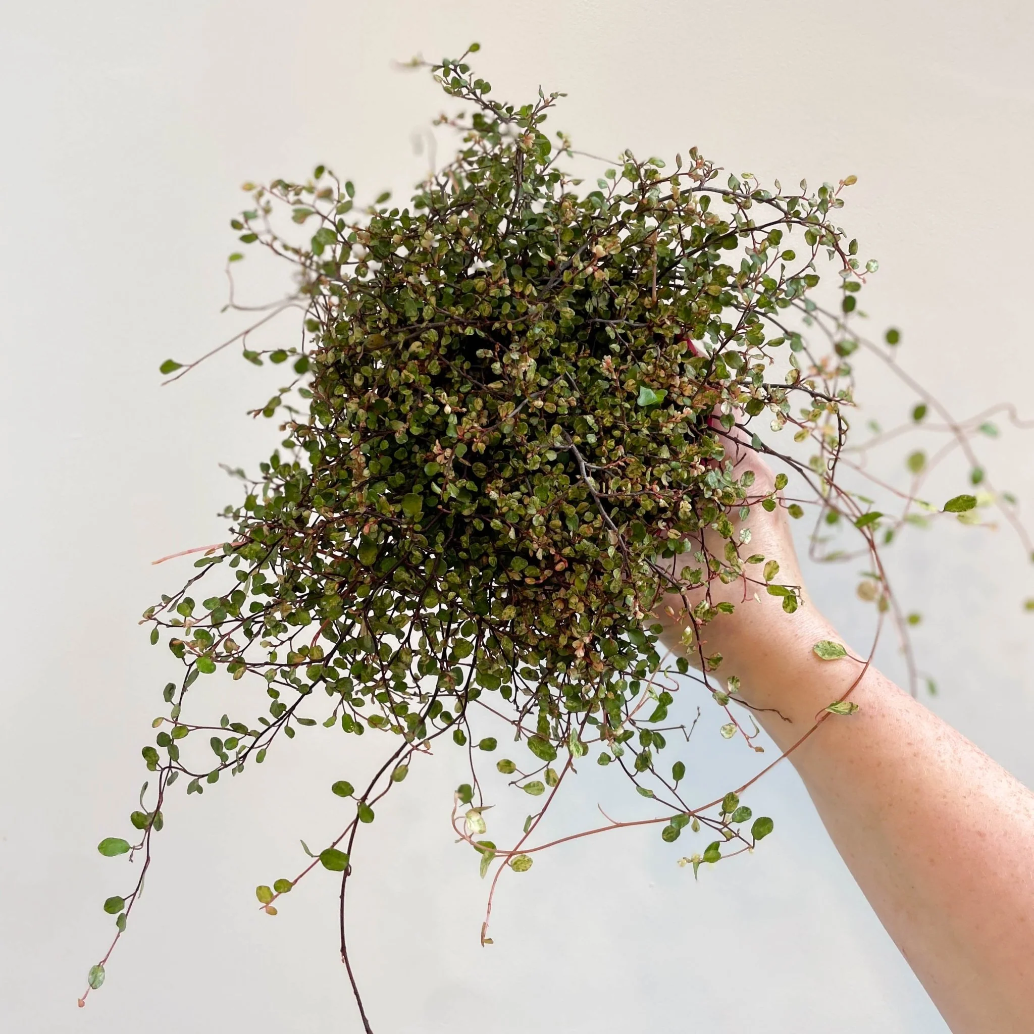Muehlenbeckia complexa 'Pink Camouflage' - Maidenhair Vine