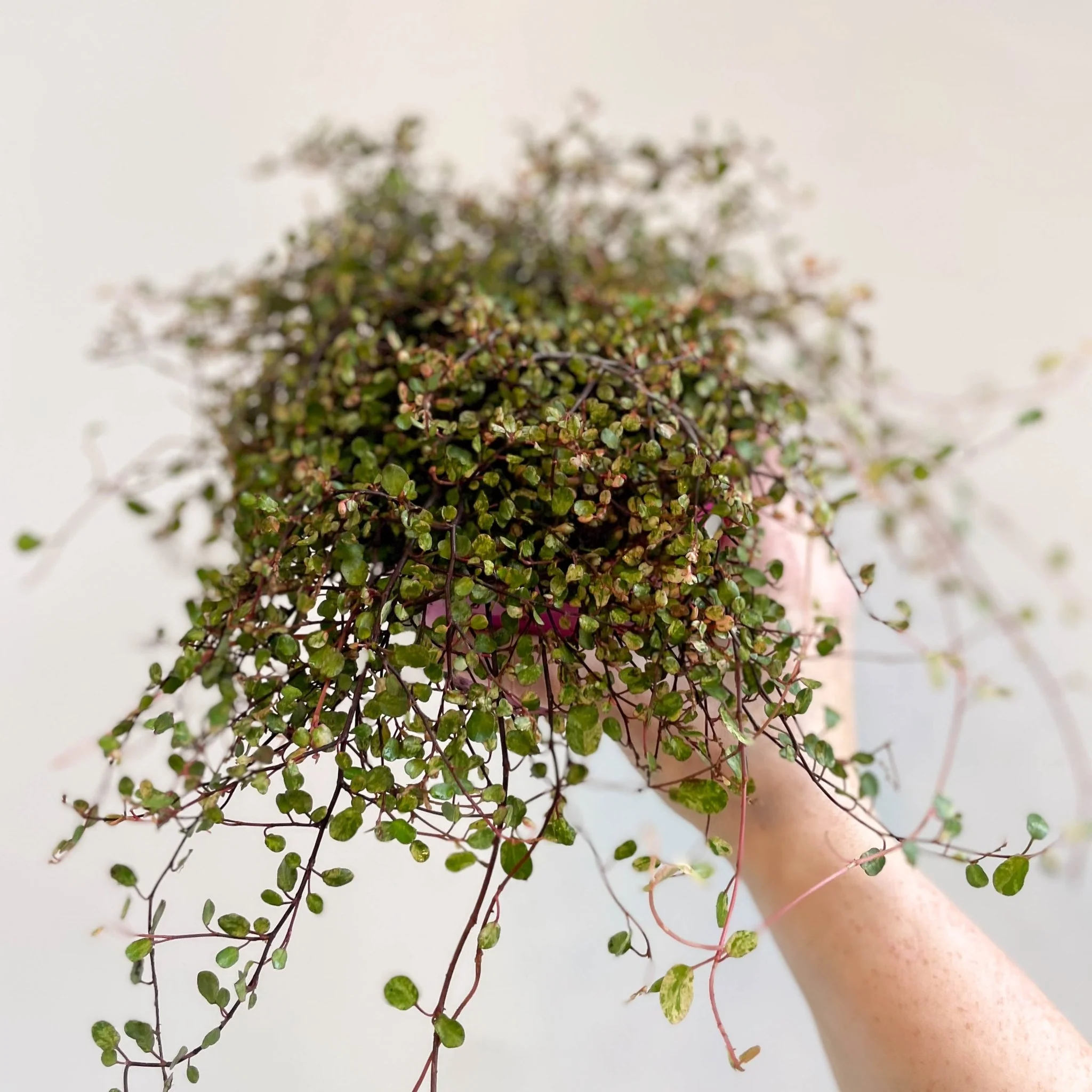 Muehlenbeckia complexa 'Pink Camouflage' - Maidenhair Vine - Image 10