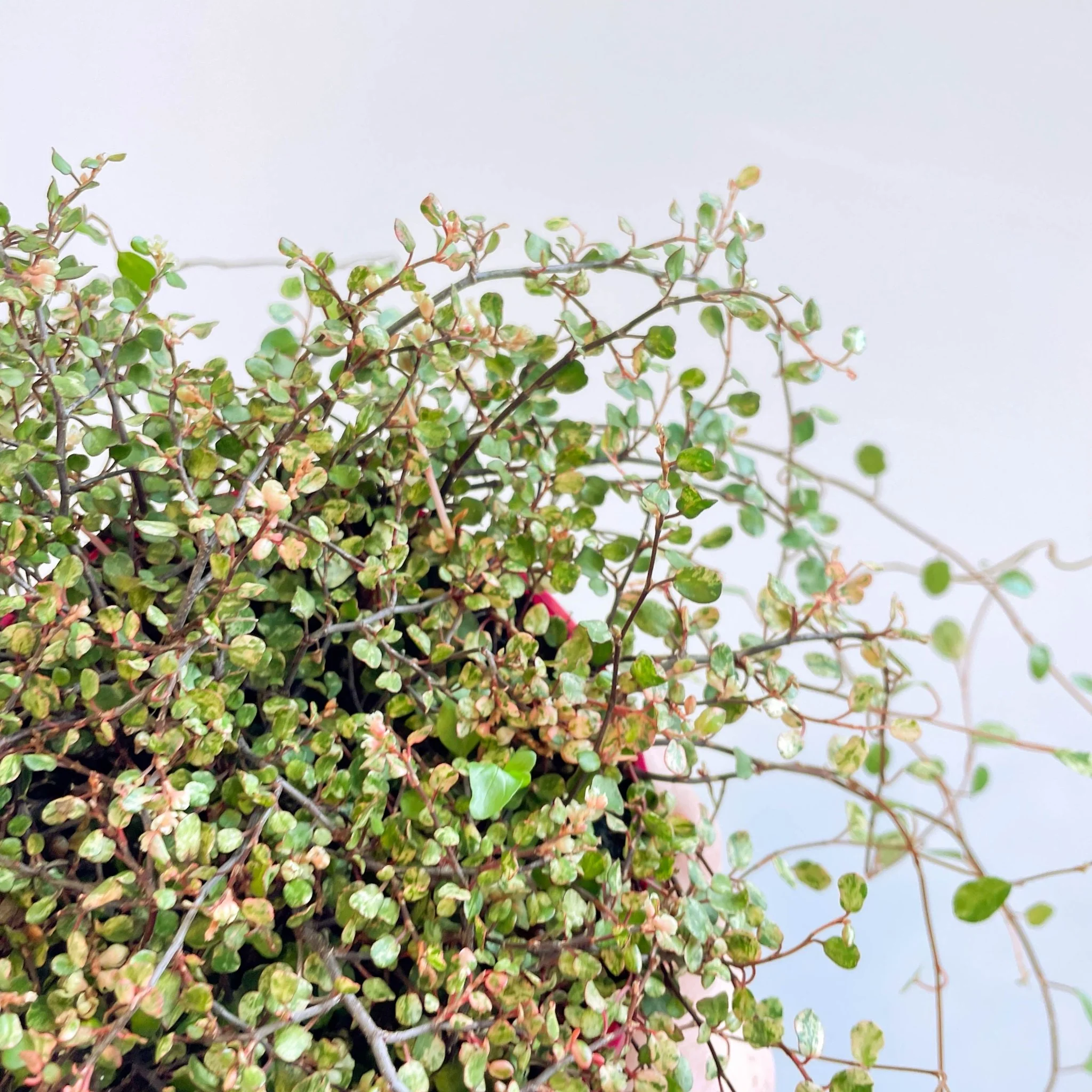 Muehlenbeckia complexa 'Pink Camouflage' - Maidenhair Vine - Image 11