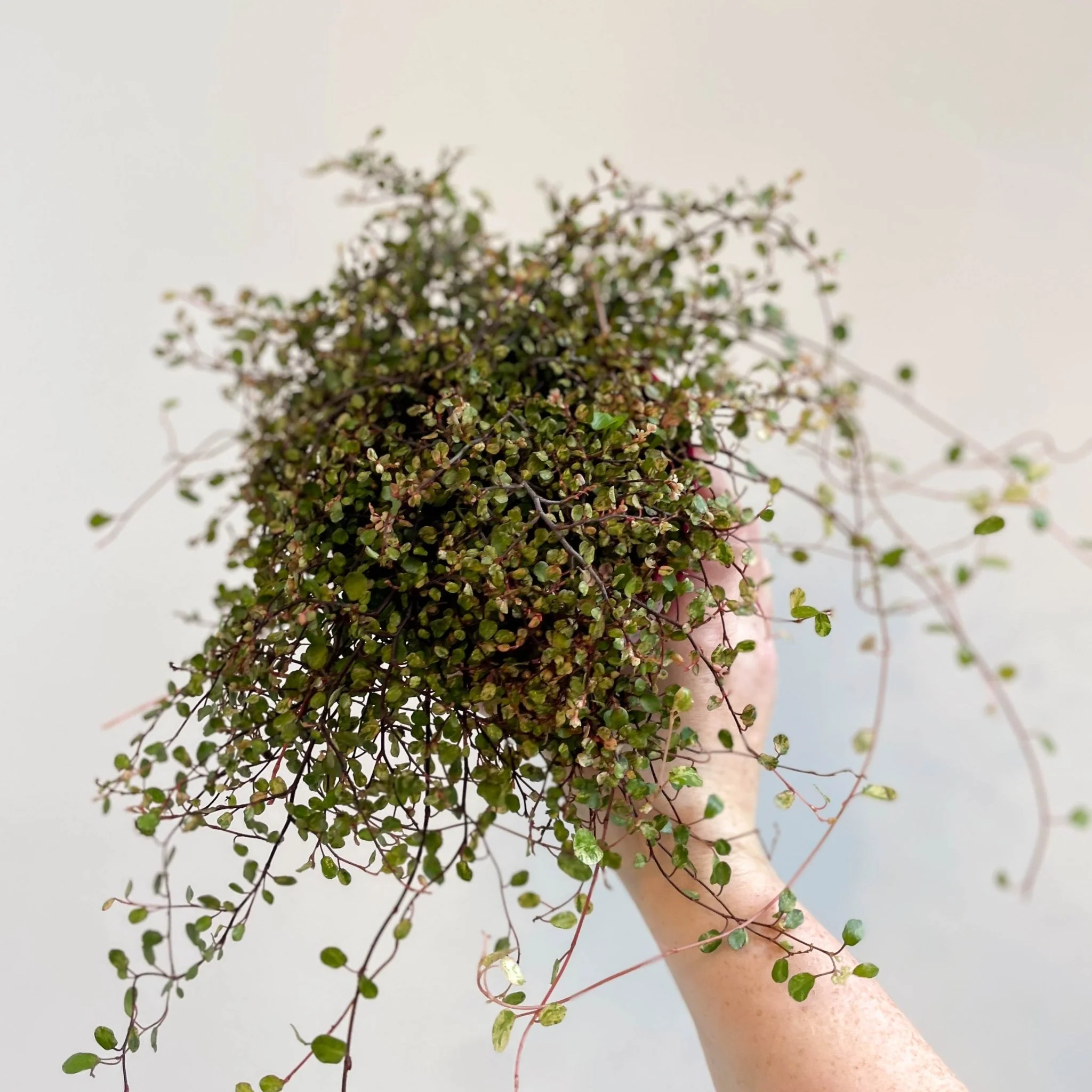Muehlenbeckia complexa 'Pink Camouflage' - Maidenhair Vine - Image 12
