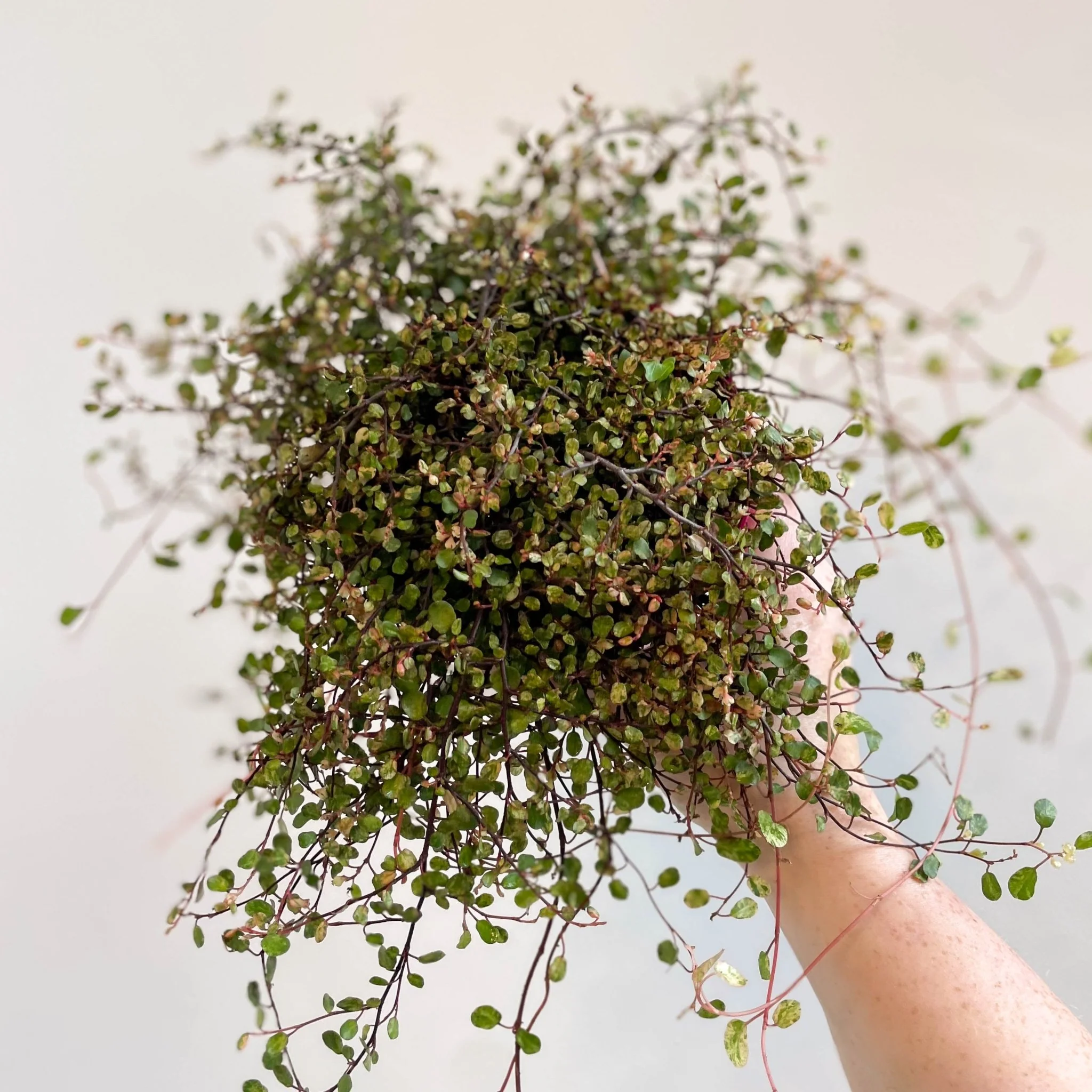 Muehlenbeckia complexa 'Pink Camouflage' - Maidenhair Vine - Image 13