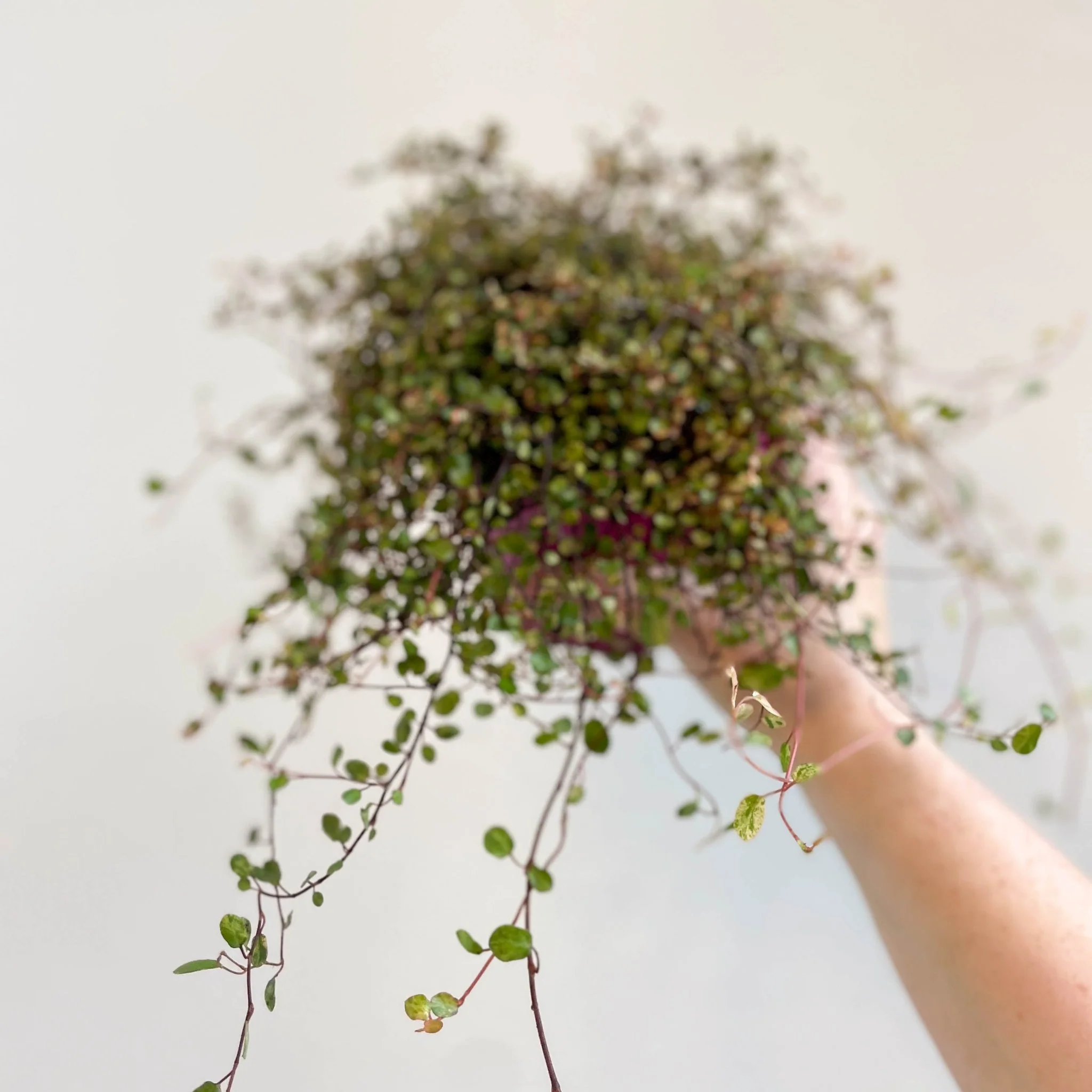 Muehlenbeckia complexa 'Pink Camouflage' - Maidenhair Vine - Image 14