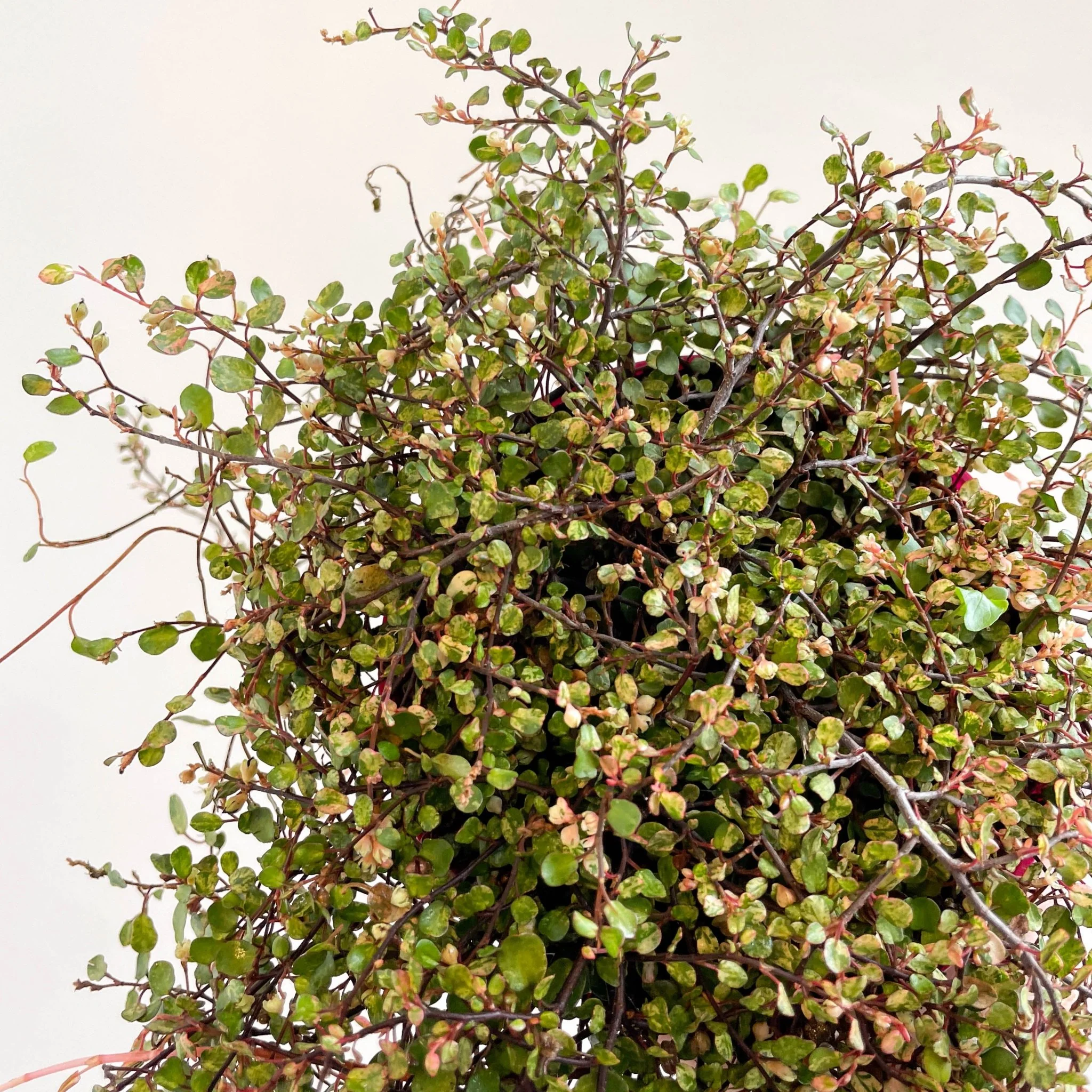Muehlenbeckia complexa 'Pink Camouflage' - Maidenhair Vine - Image 15