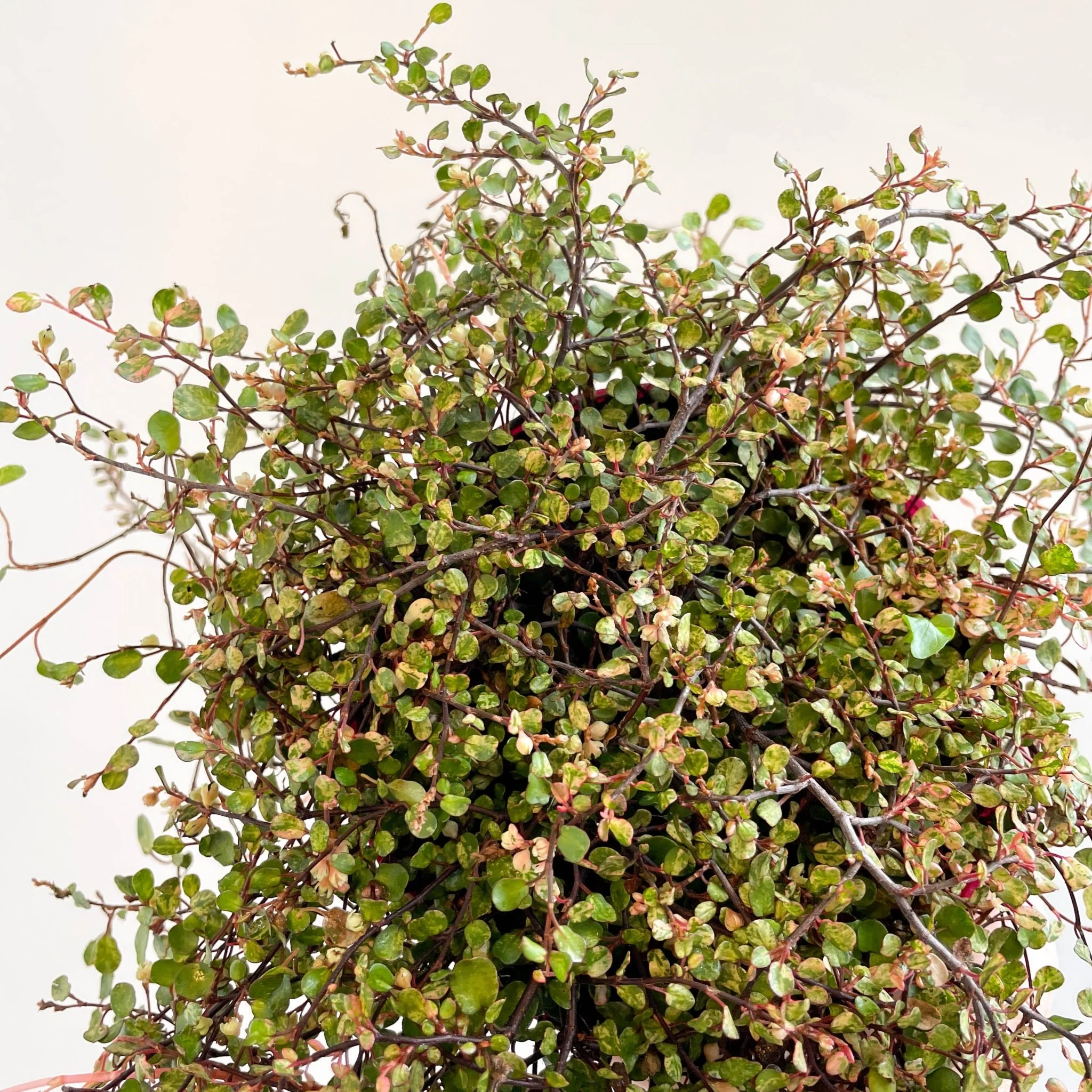 Muehlenbeckia complexa 'Pink Camouflage' - Maidenhair Vine - Image 2
